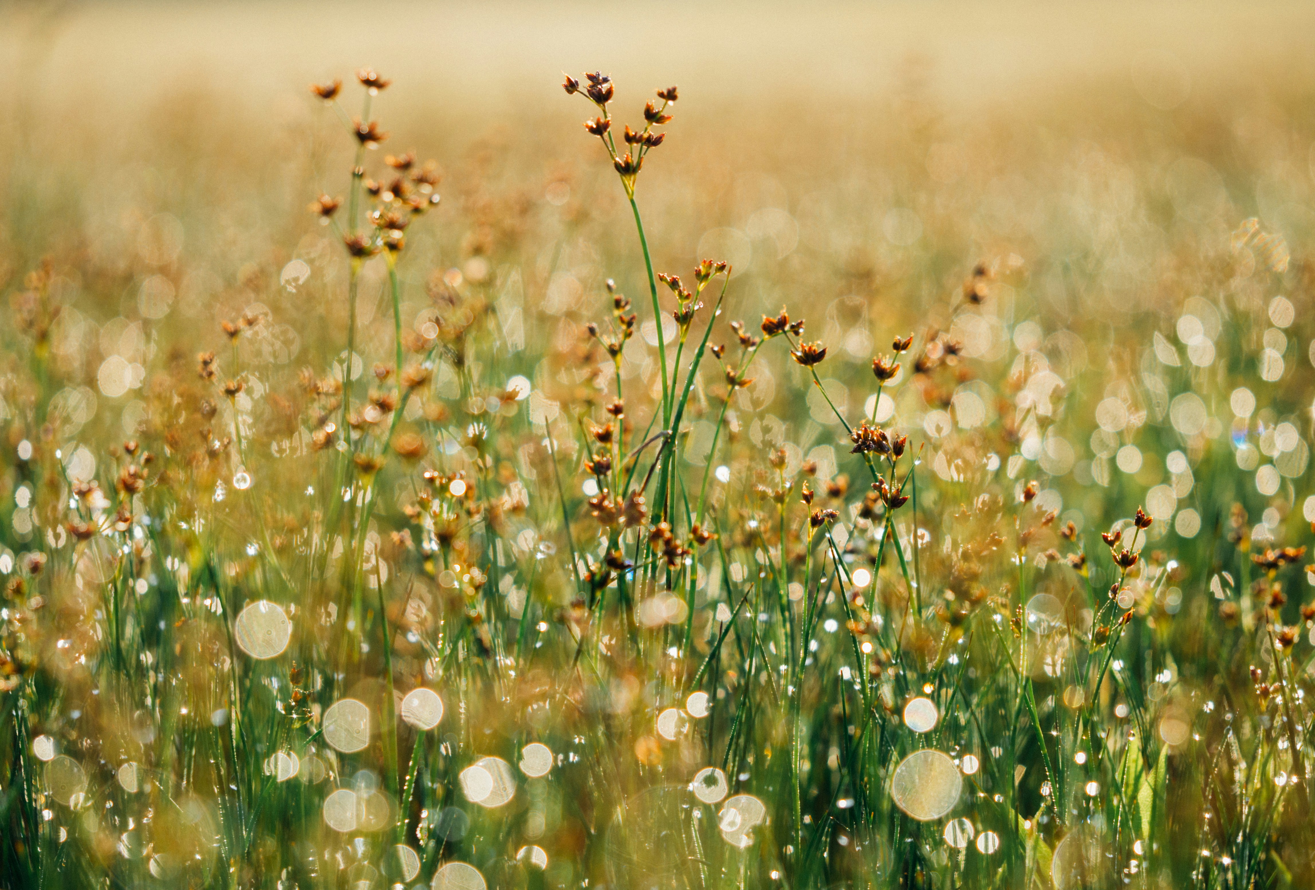 Dewy Wild Grass in Morning Sun