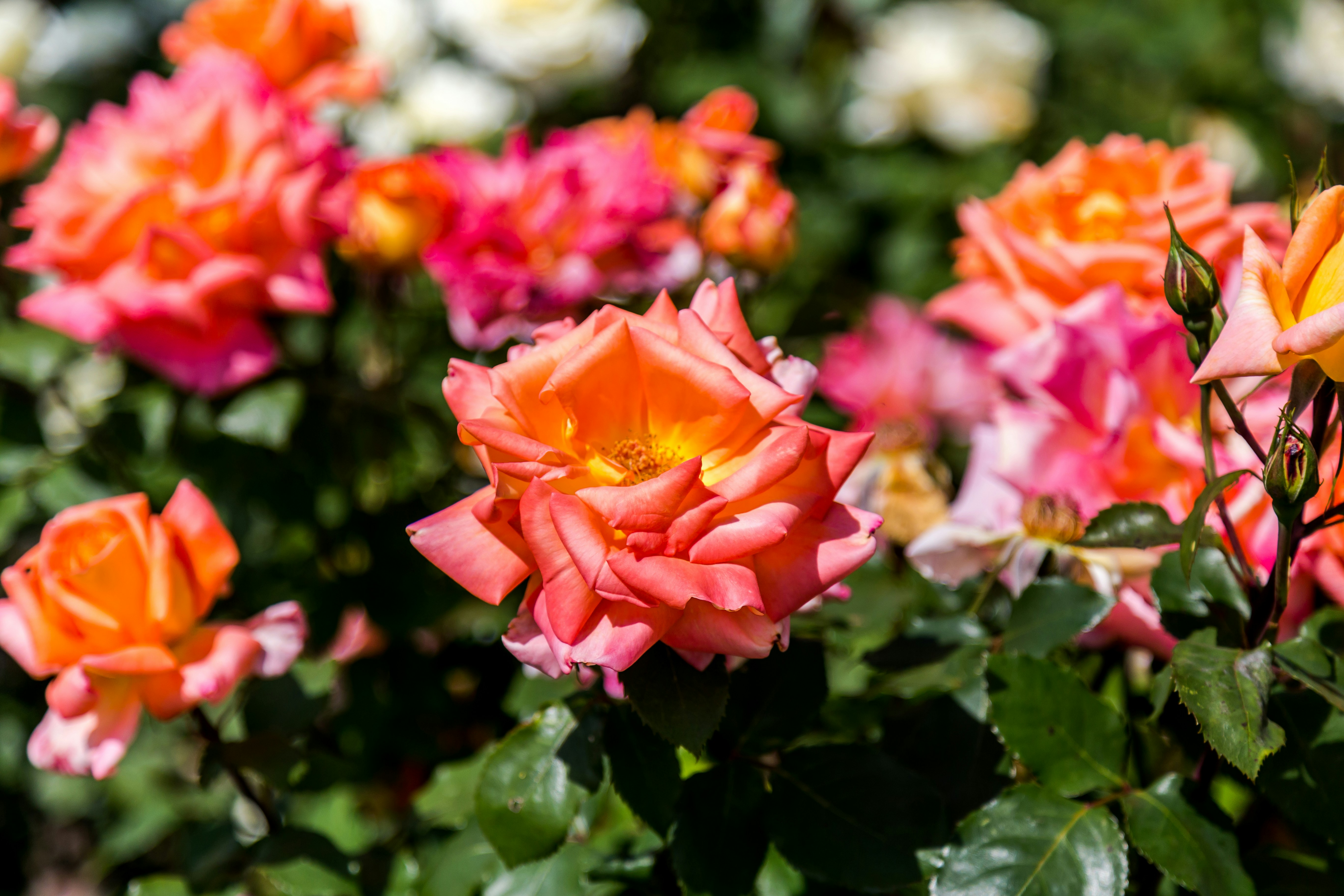 Vibrant Blooming Garden Roses