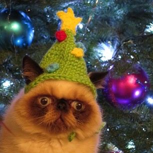 Image 70396 — Pets