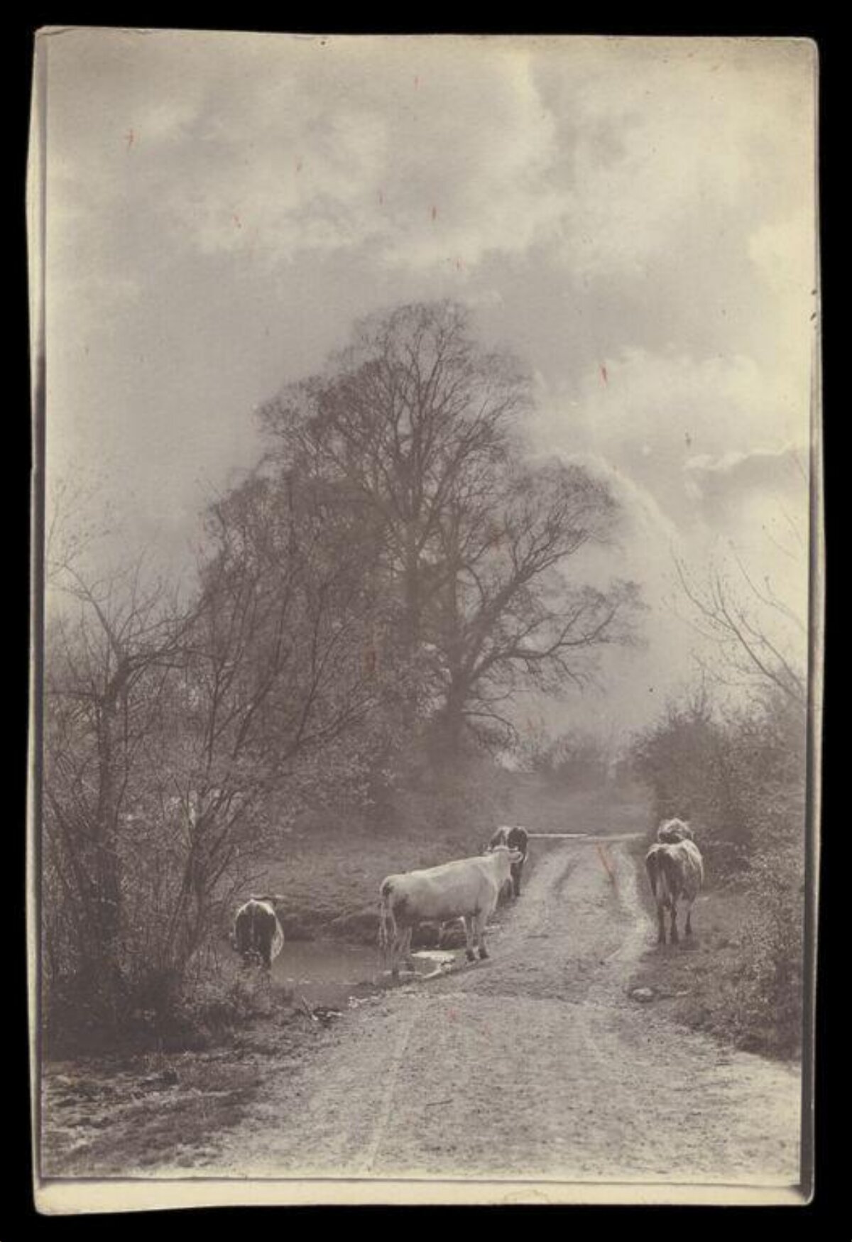 Vintage Photo of Cows on Country Road