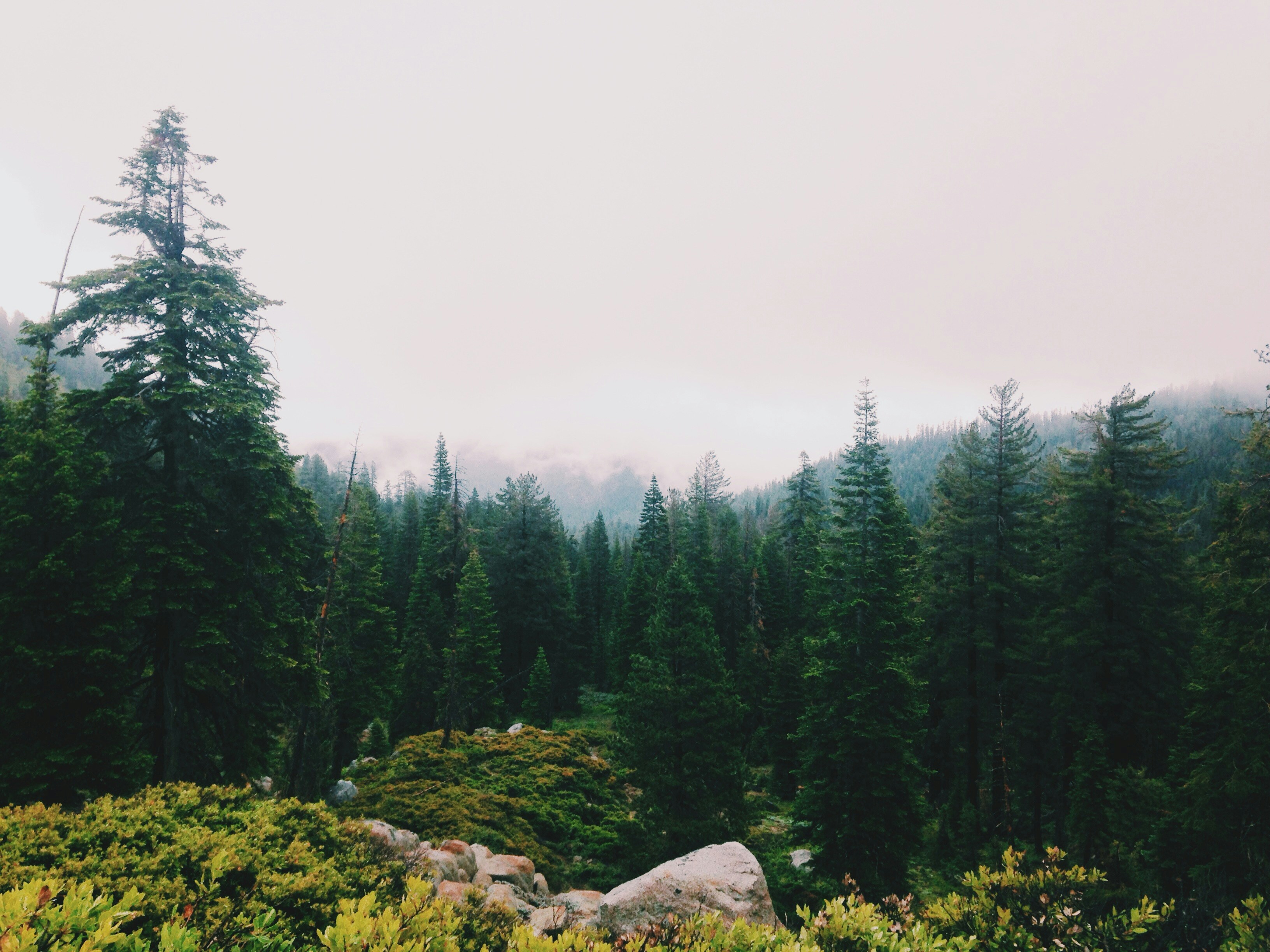 Misty Coniferous Forest Valley