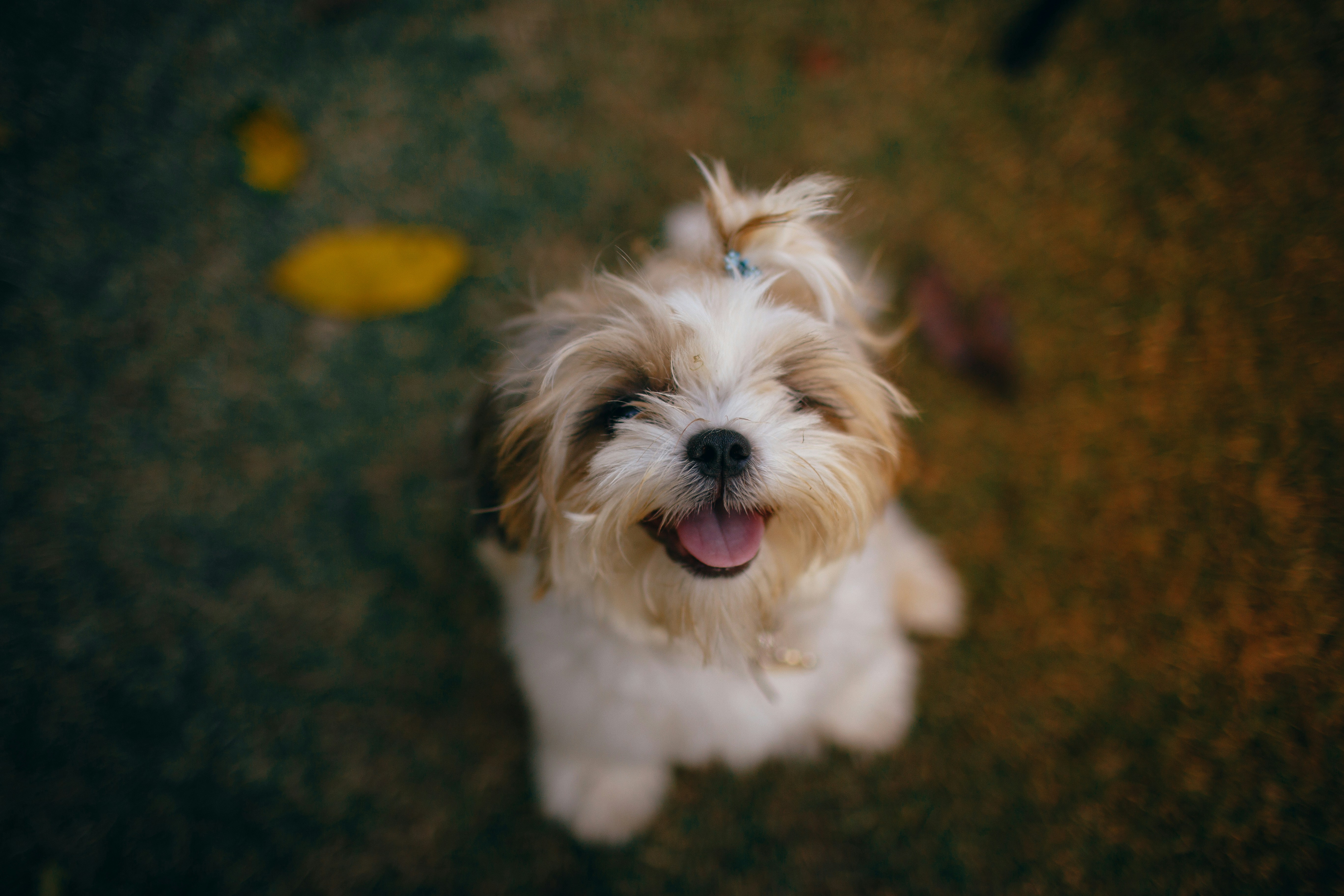 Smiling Puppy Sitting On Grass