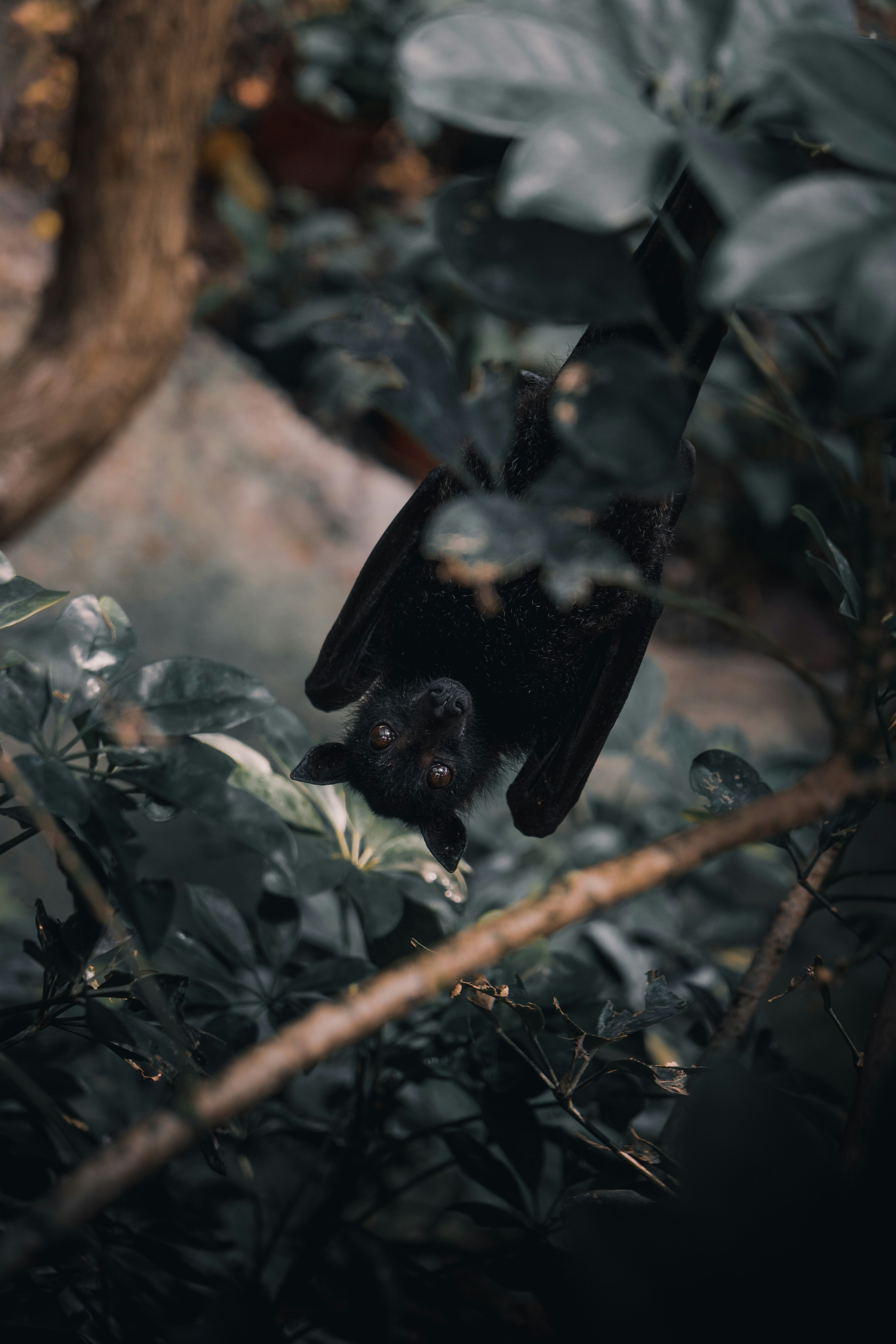 Black Fruit Bat Hanging in Foliage