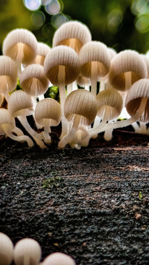 Cluster of White Mushrooms on Log