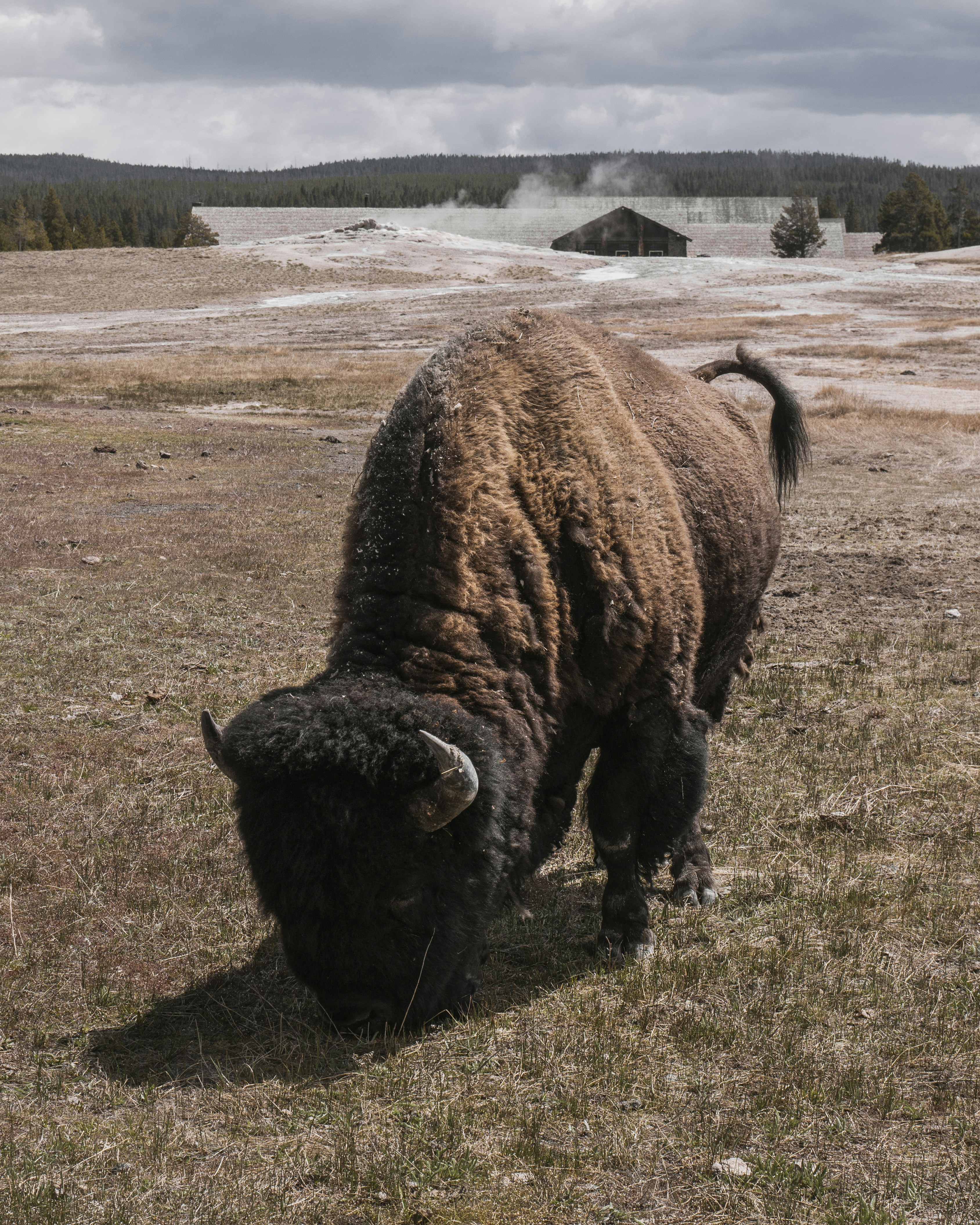 Bison Grazing in Geothermal Grassland