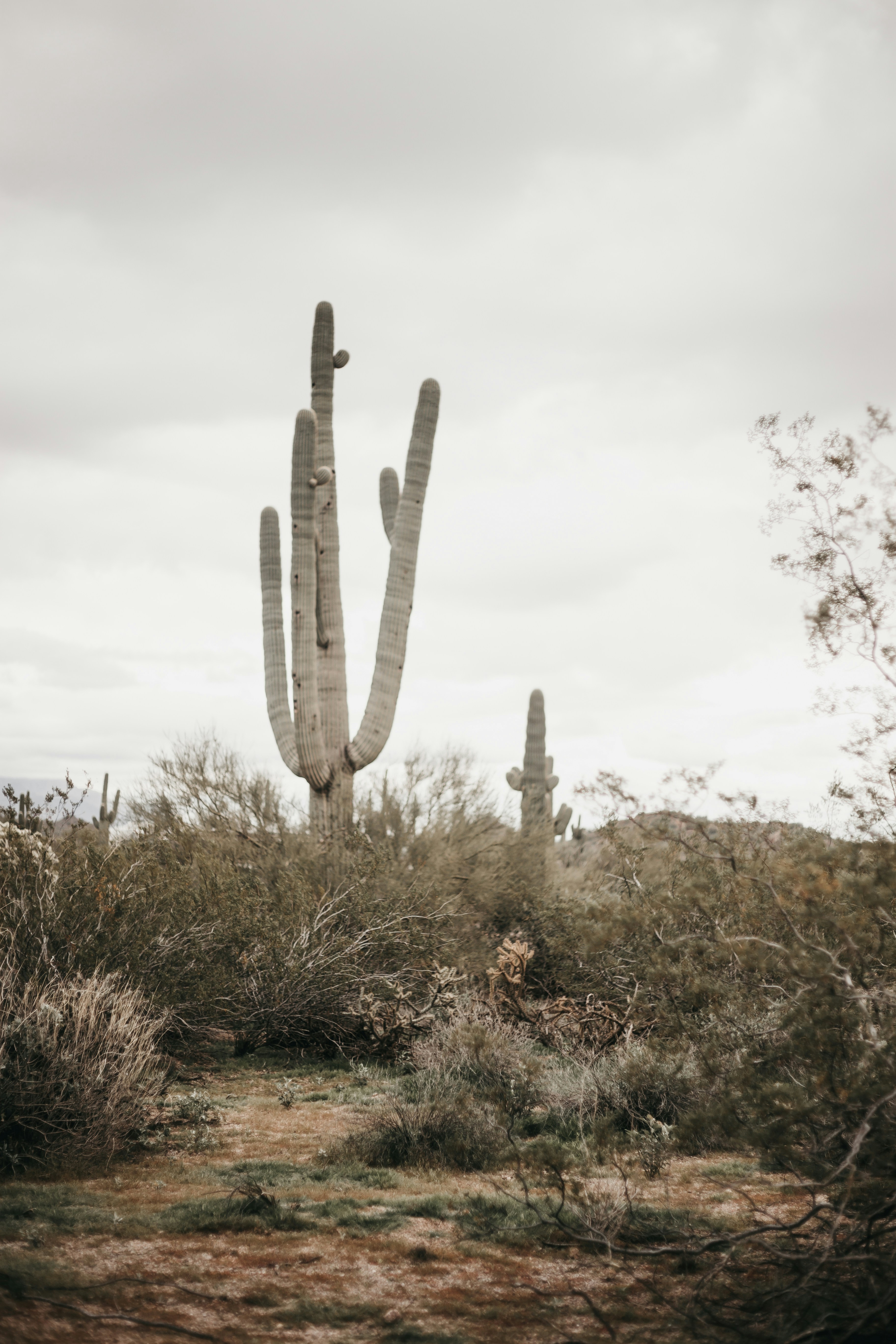 Desert Saguaro Cactus Landscape