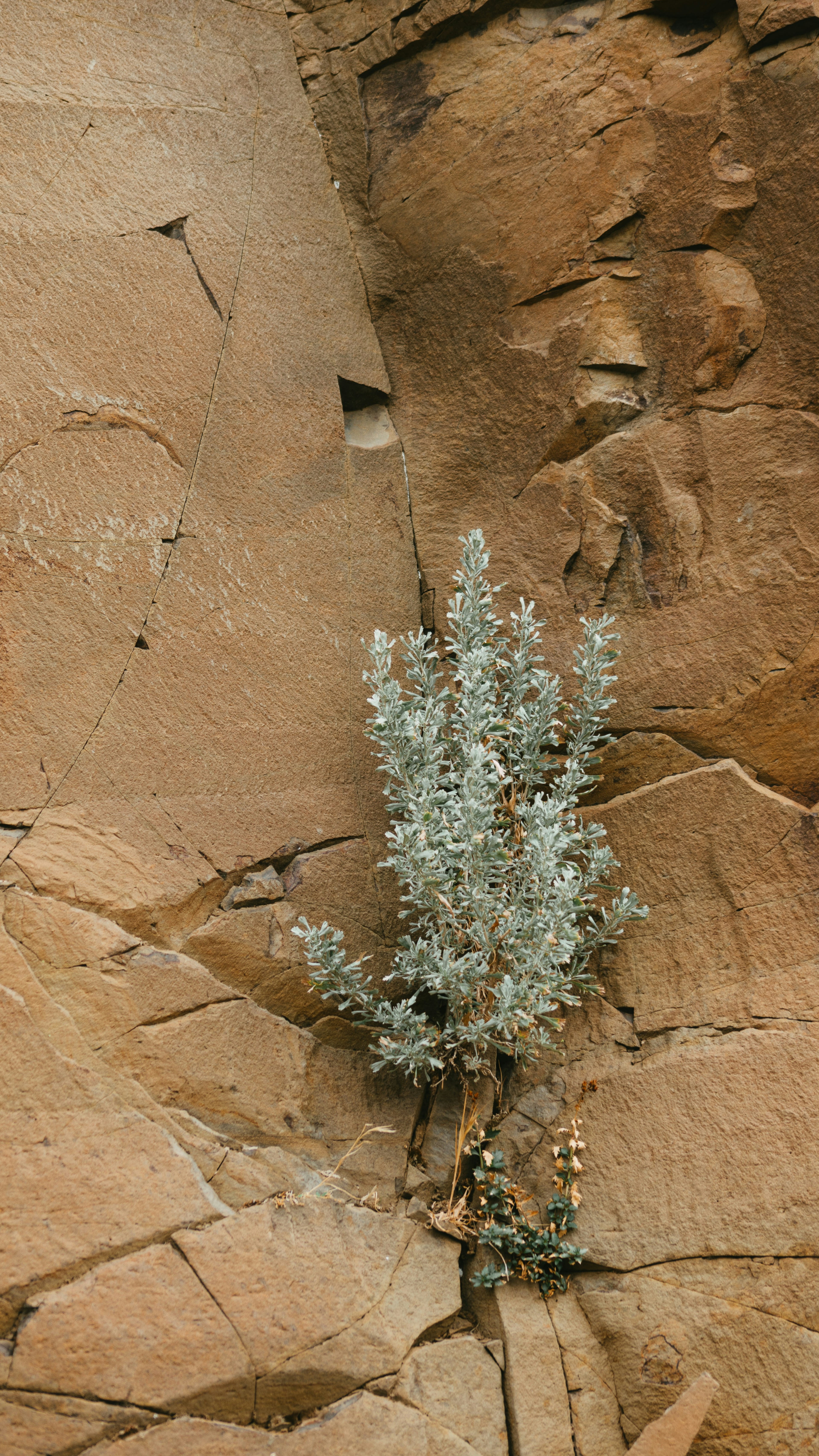 Shrub Growing from Rock Crack