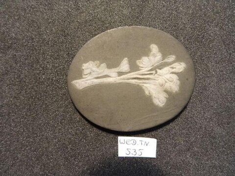 Oval Plant Fossil Specimen