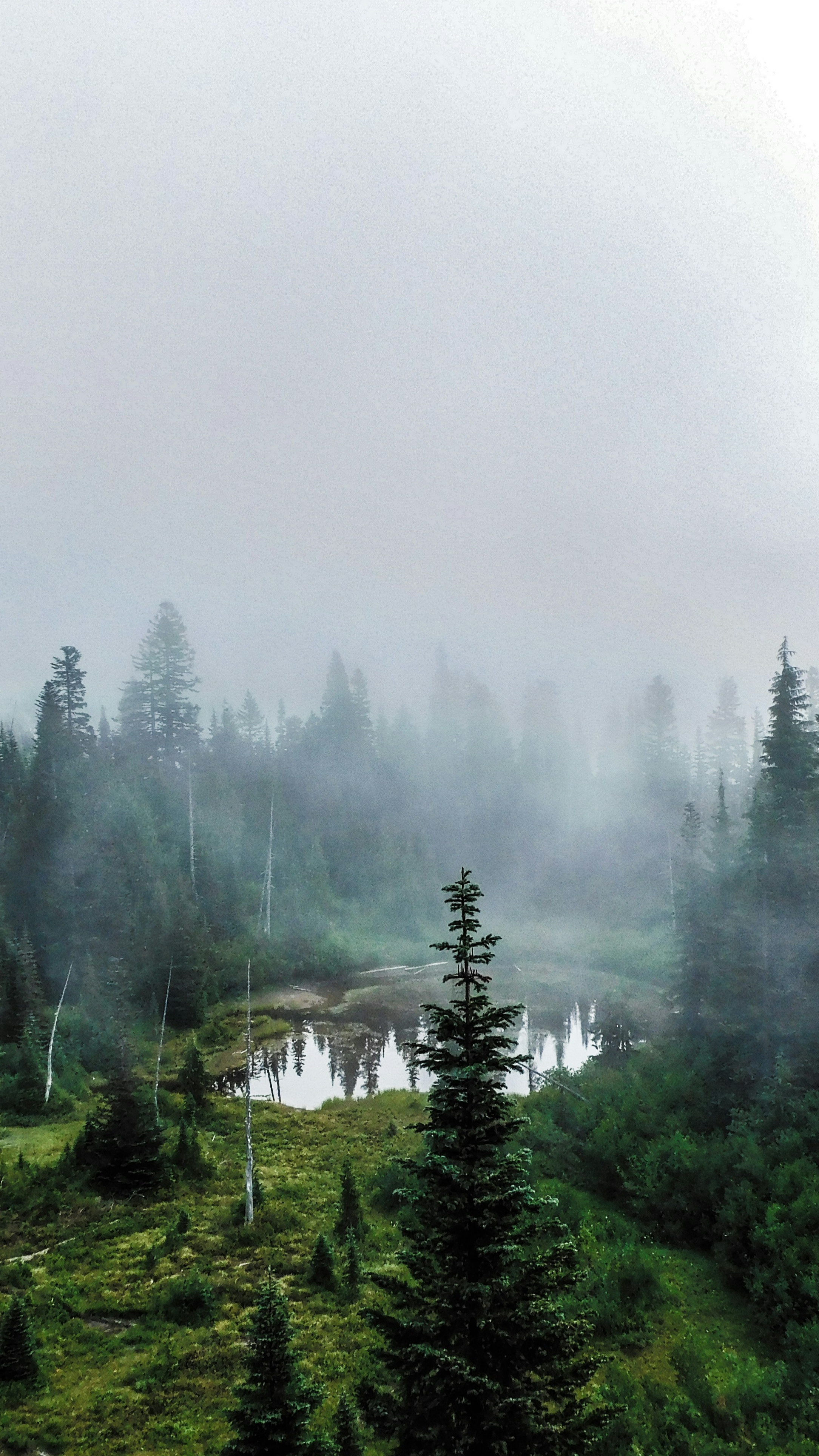 Forest & Flora