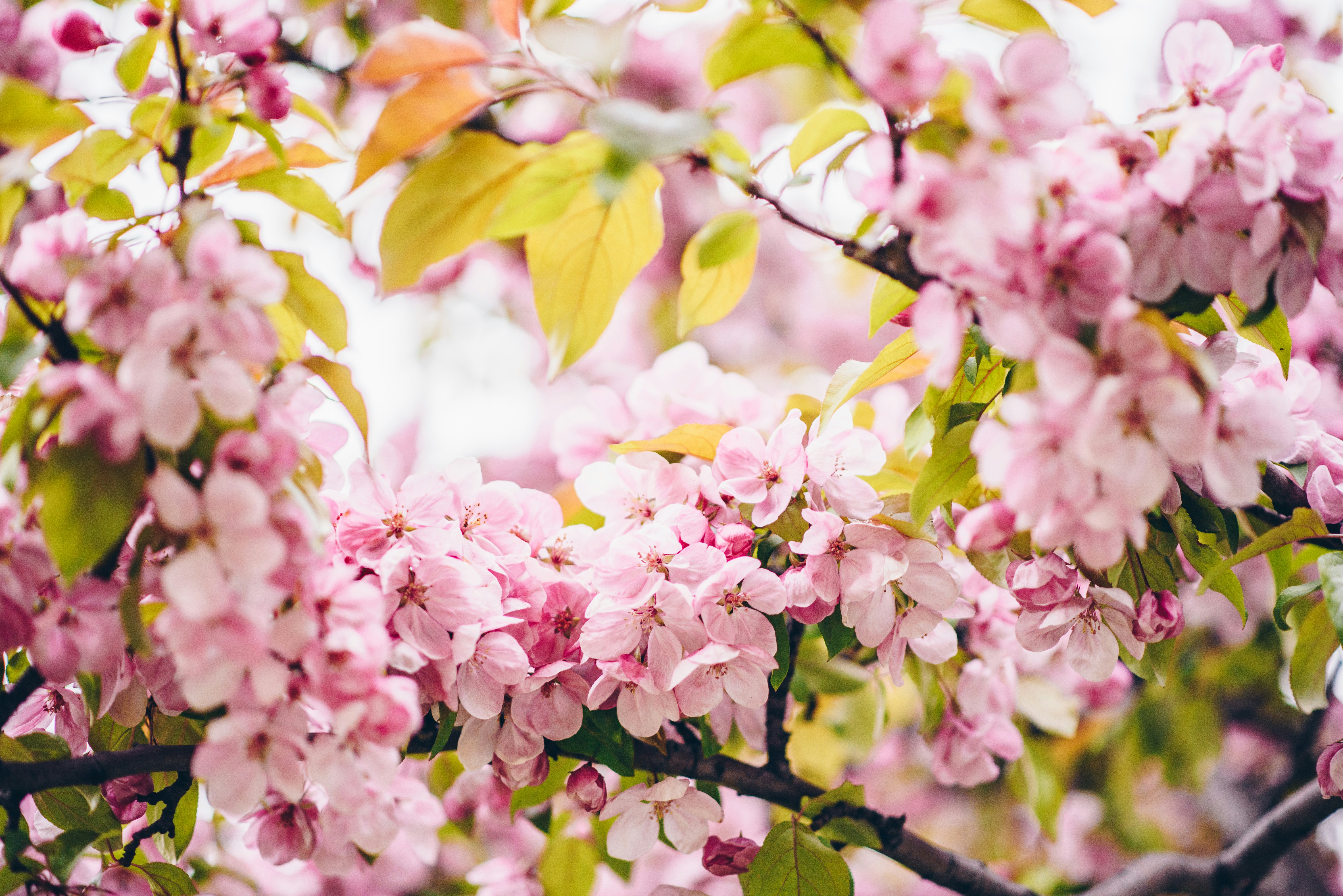 Pink Spring Blossoms on Branches