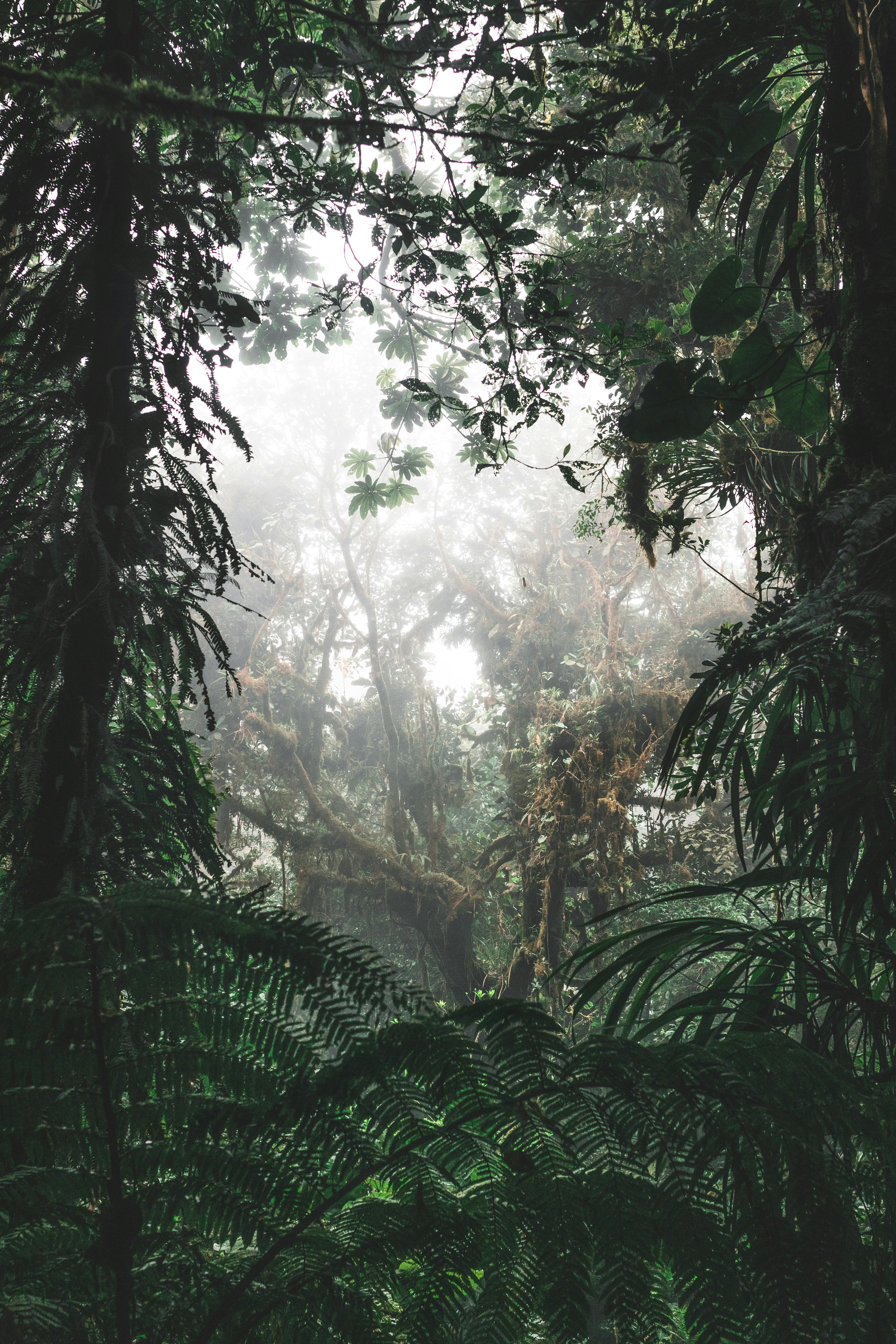 Misty Tropical Rainforest