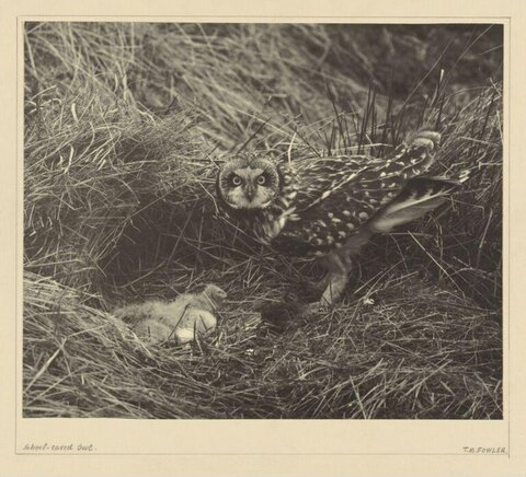 Short-eared Owl at Nest