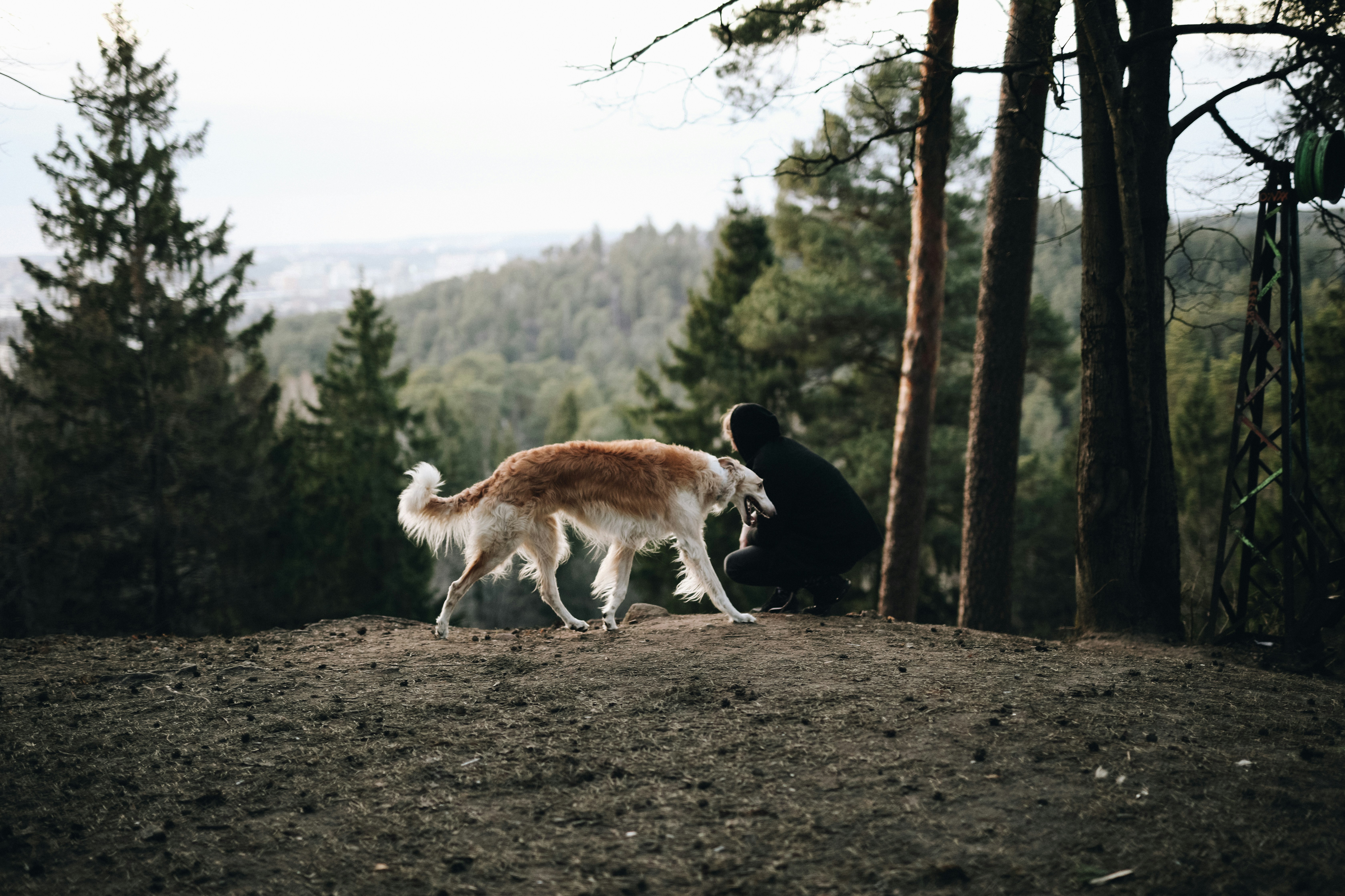Dog and Person on Forest Hilltop