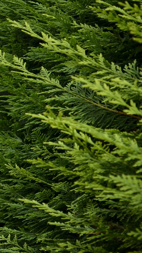 Close Up of Evergreen Conifer Foliage