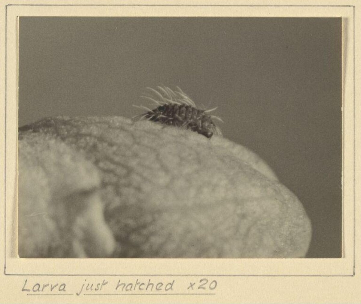 Just Hatched Larva Magnified View