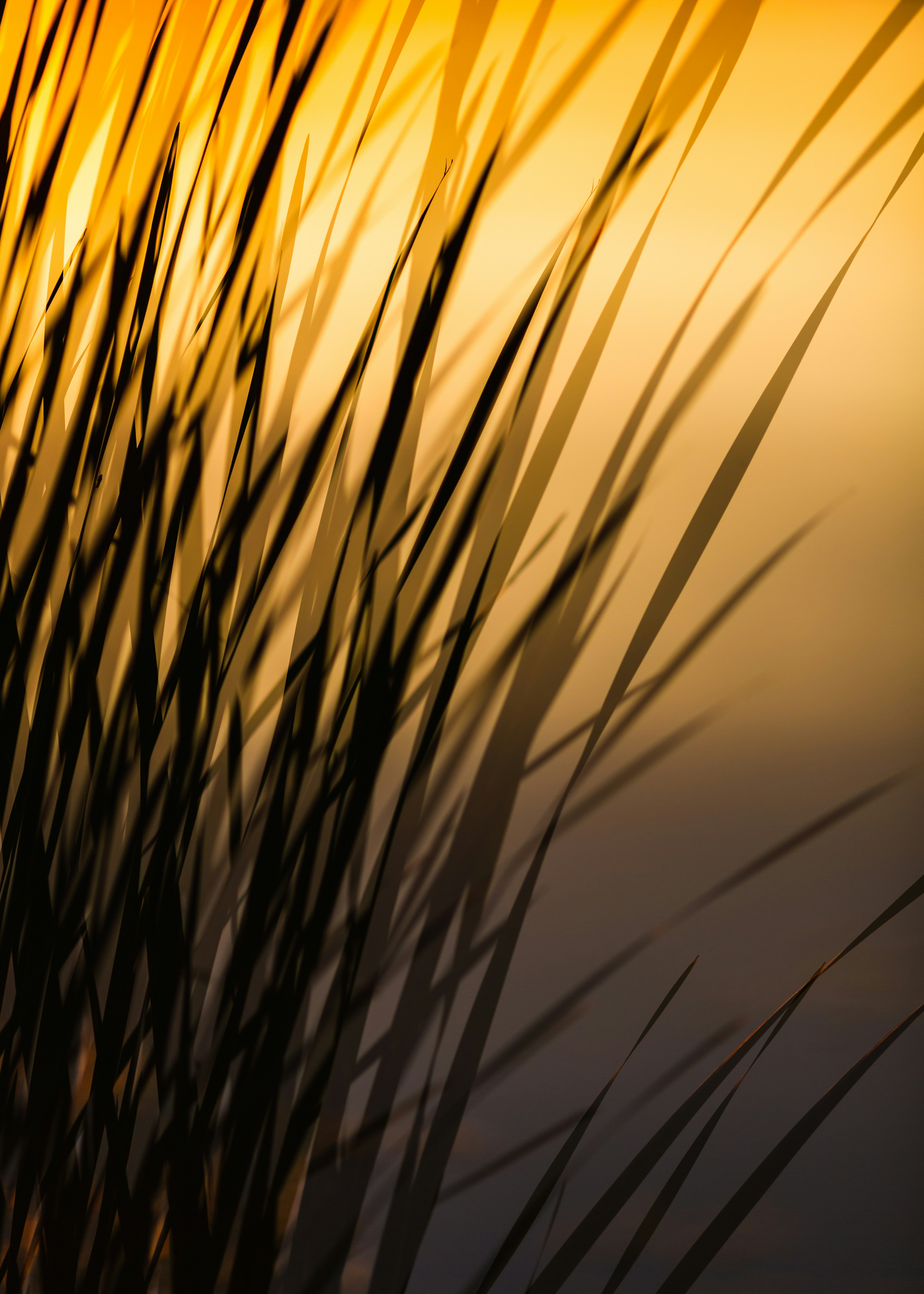 Reed Shadows at Sunset