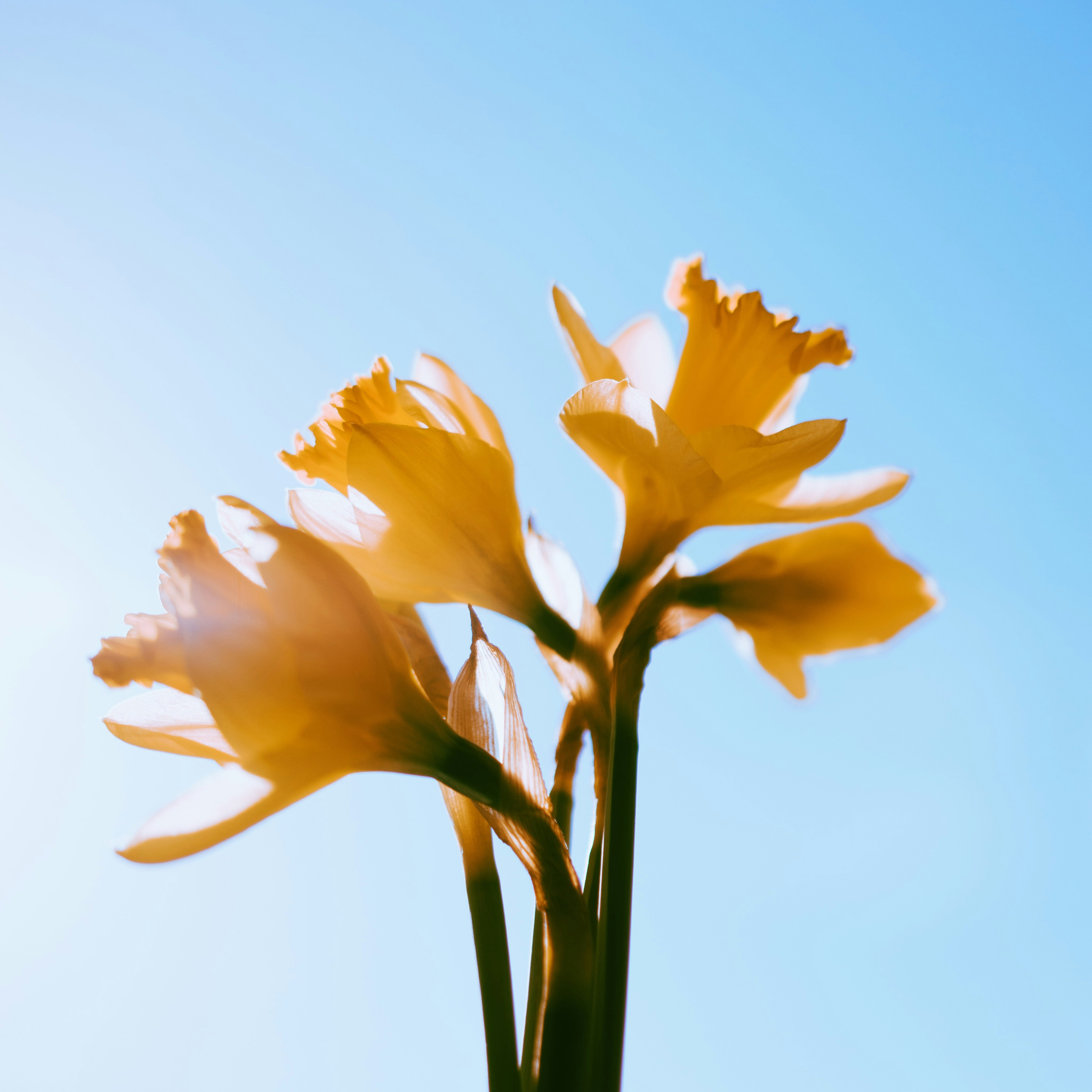 Yellow Daffodils Against Clear Blue Sky