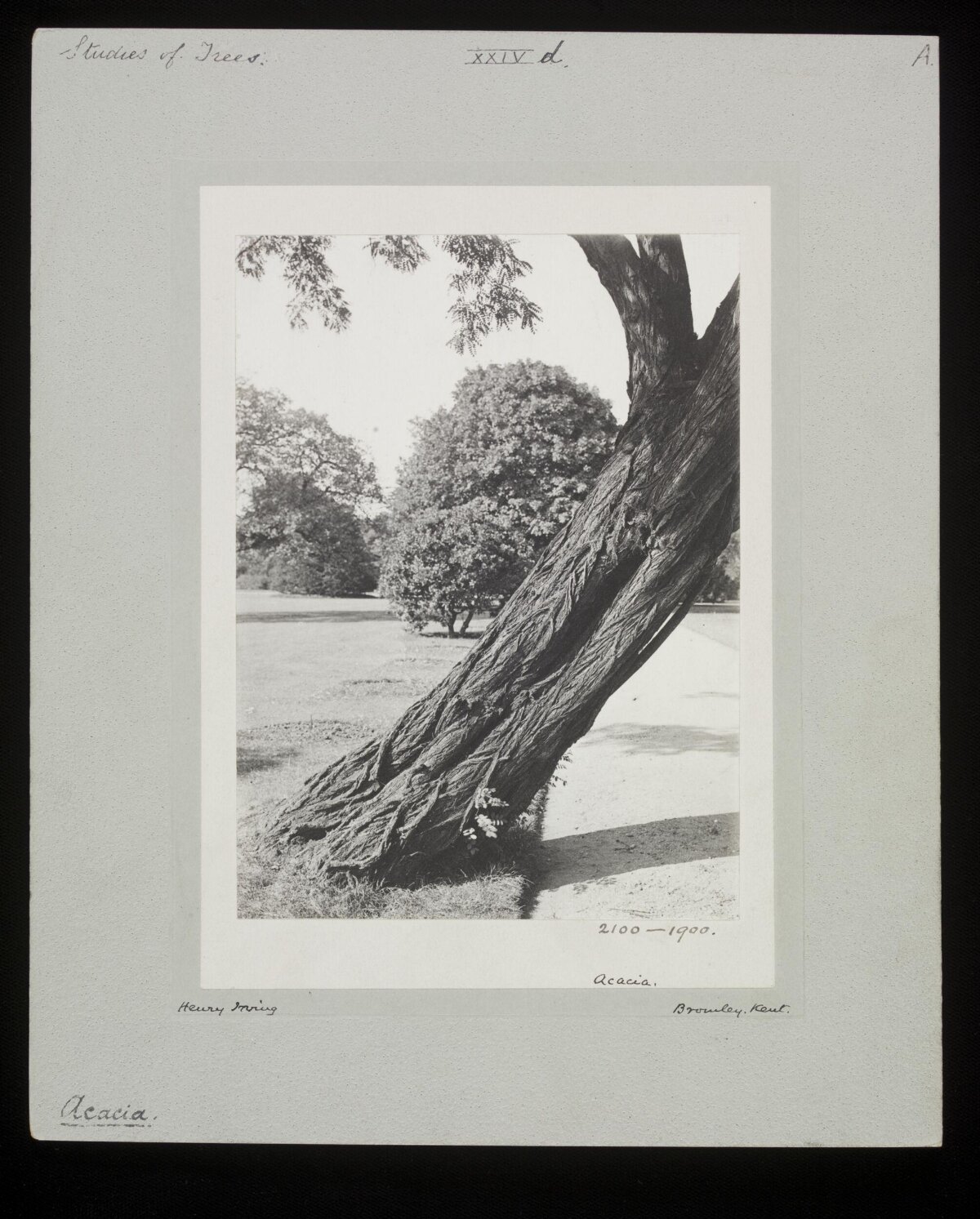 Vintage Study of Acacia Tree