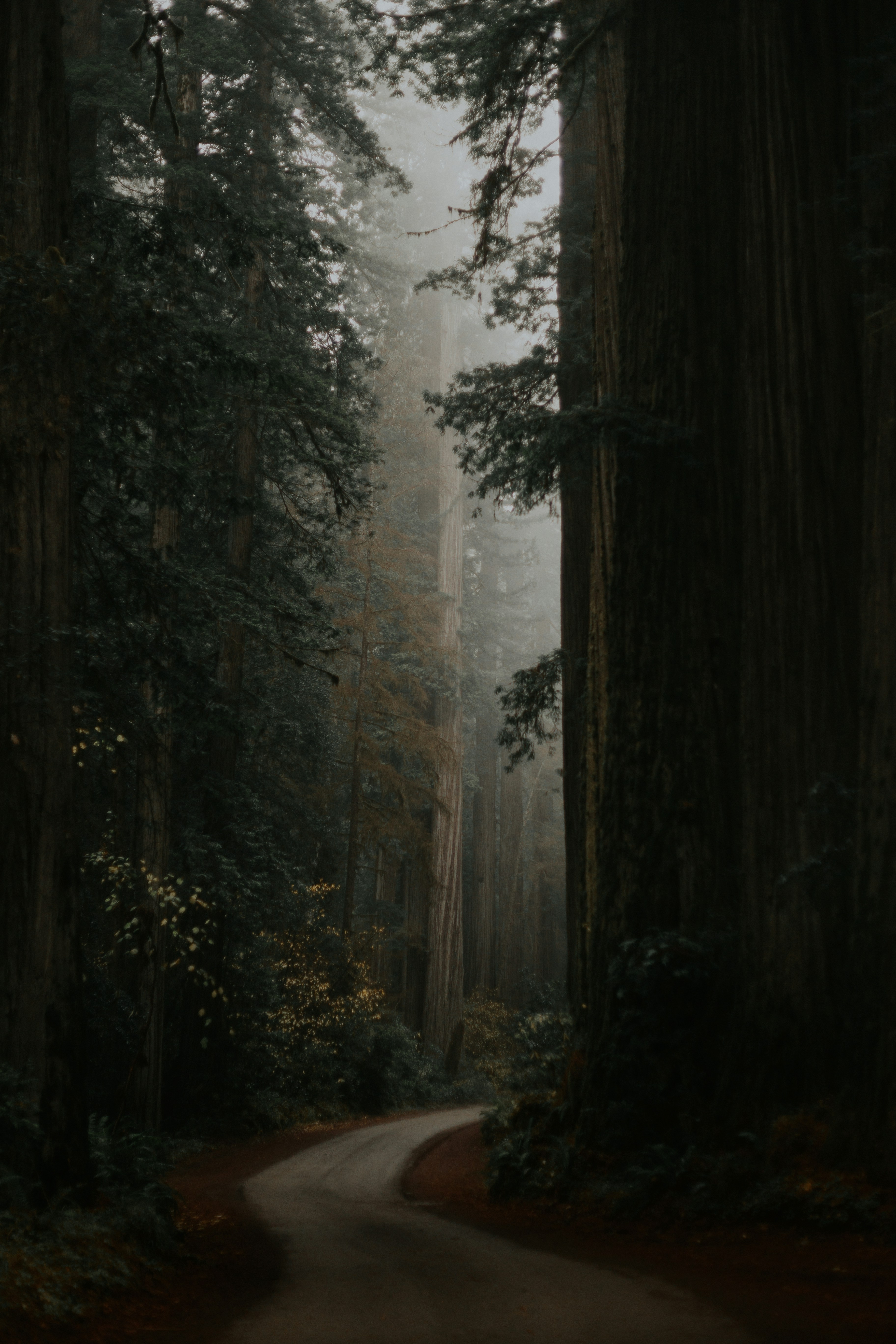 Foggy Forest Winding Road