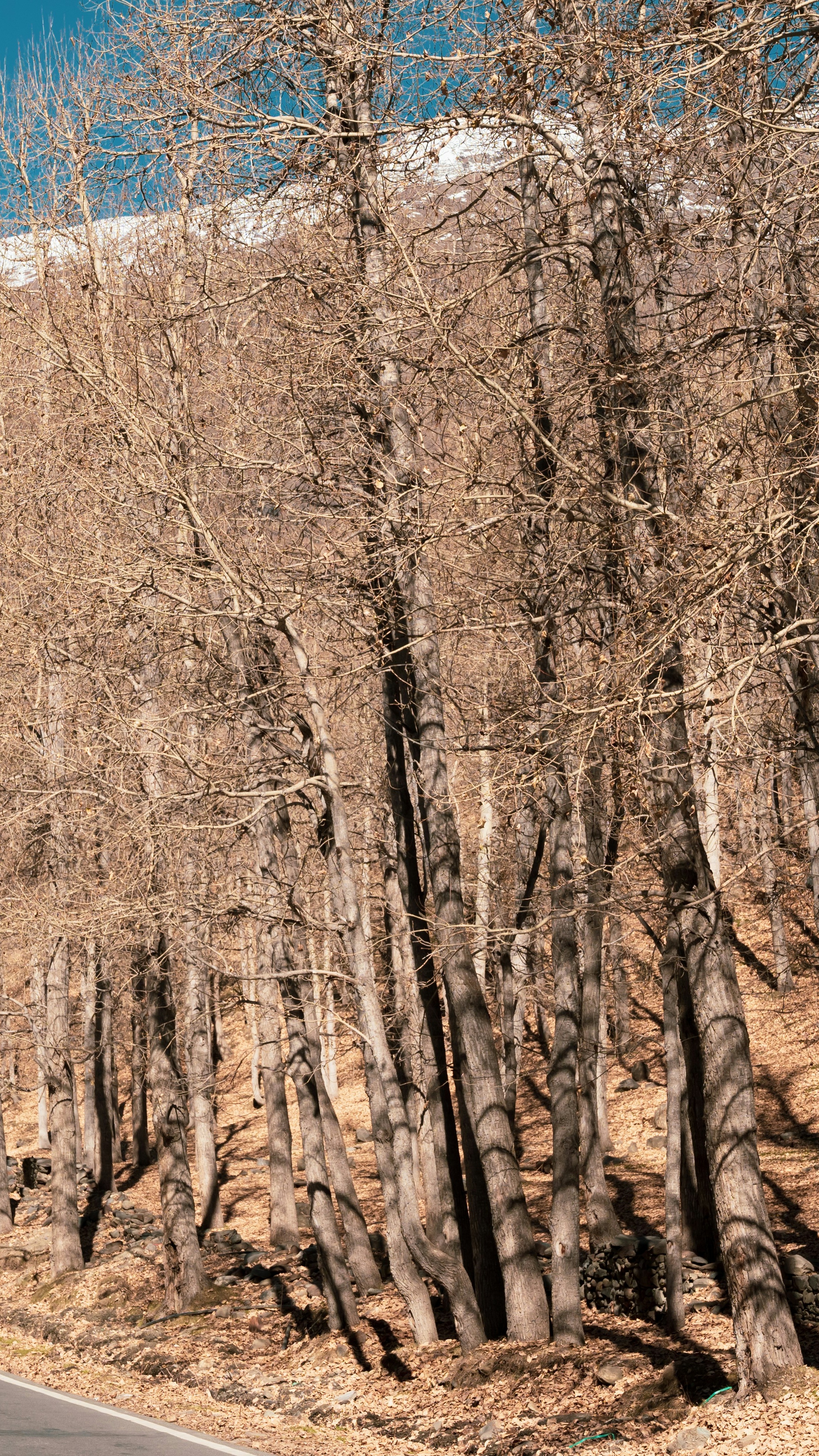 Leafless Forest on Mountain Slope