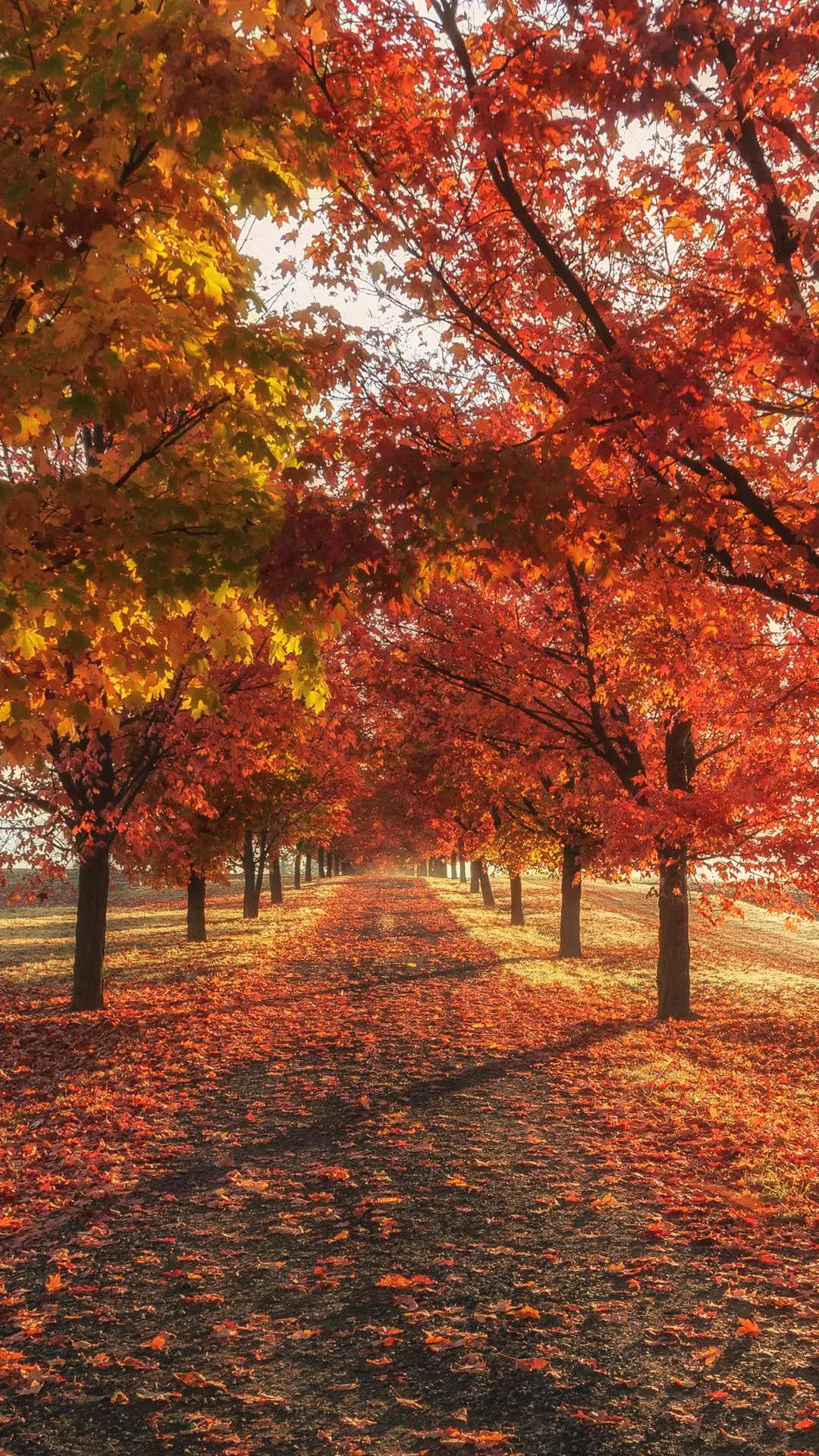 Wallpapers