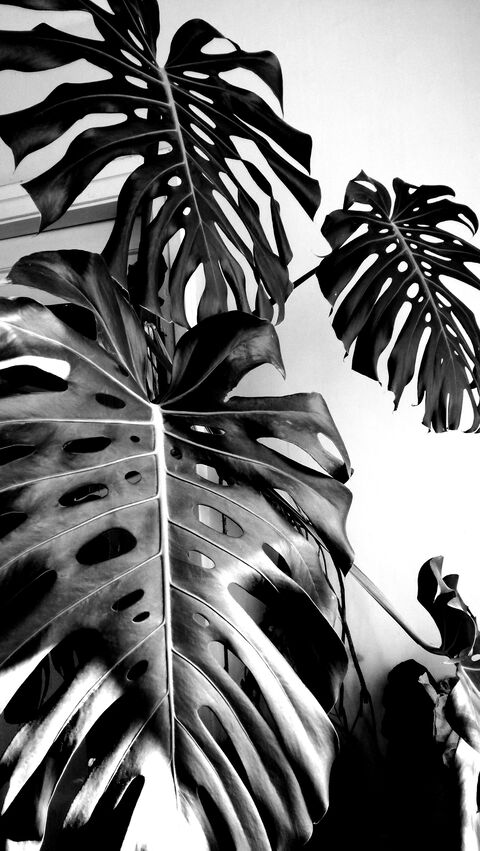 Black and White Monstera Leaves