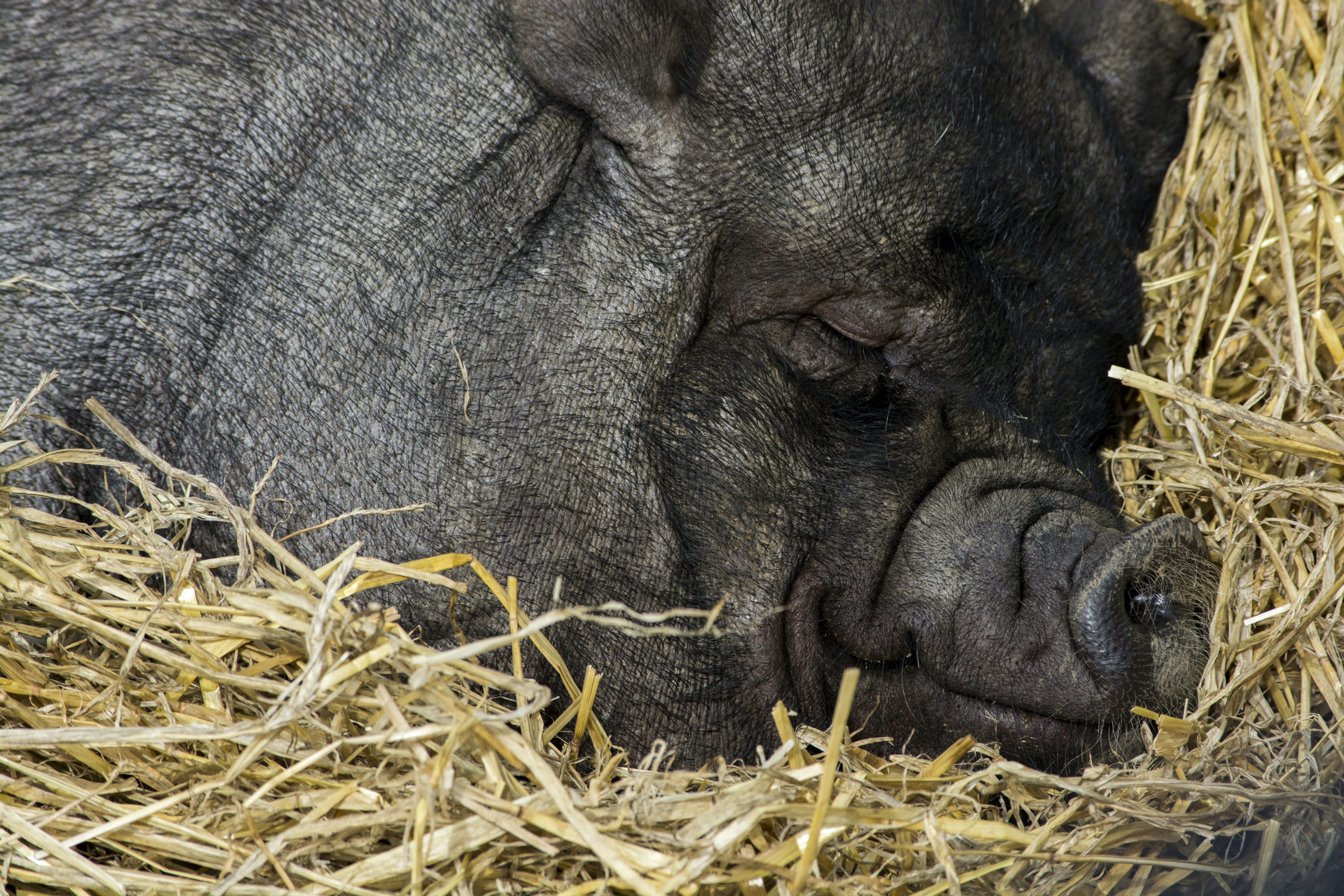 Sleeping Black Pig on Straw