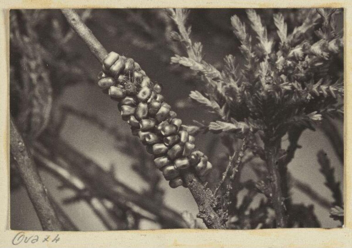 Insect Egg Mass on Tree Branch