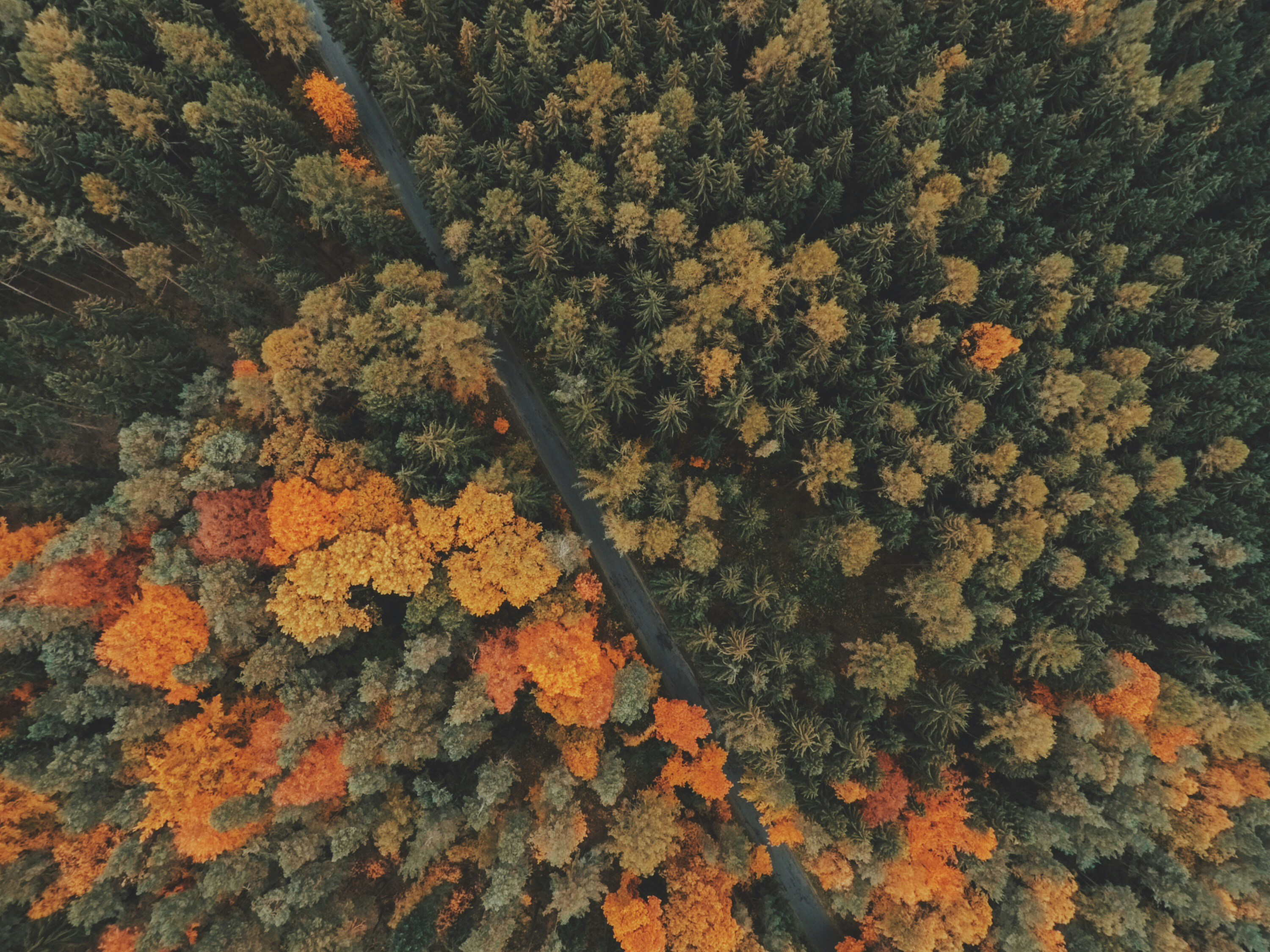 Aerial View of Autumn Forest Road