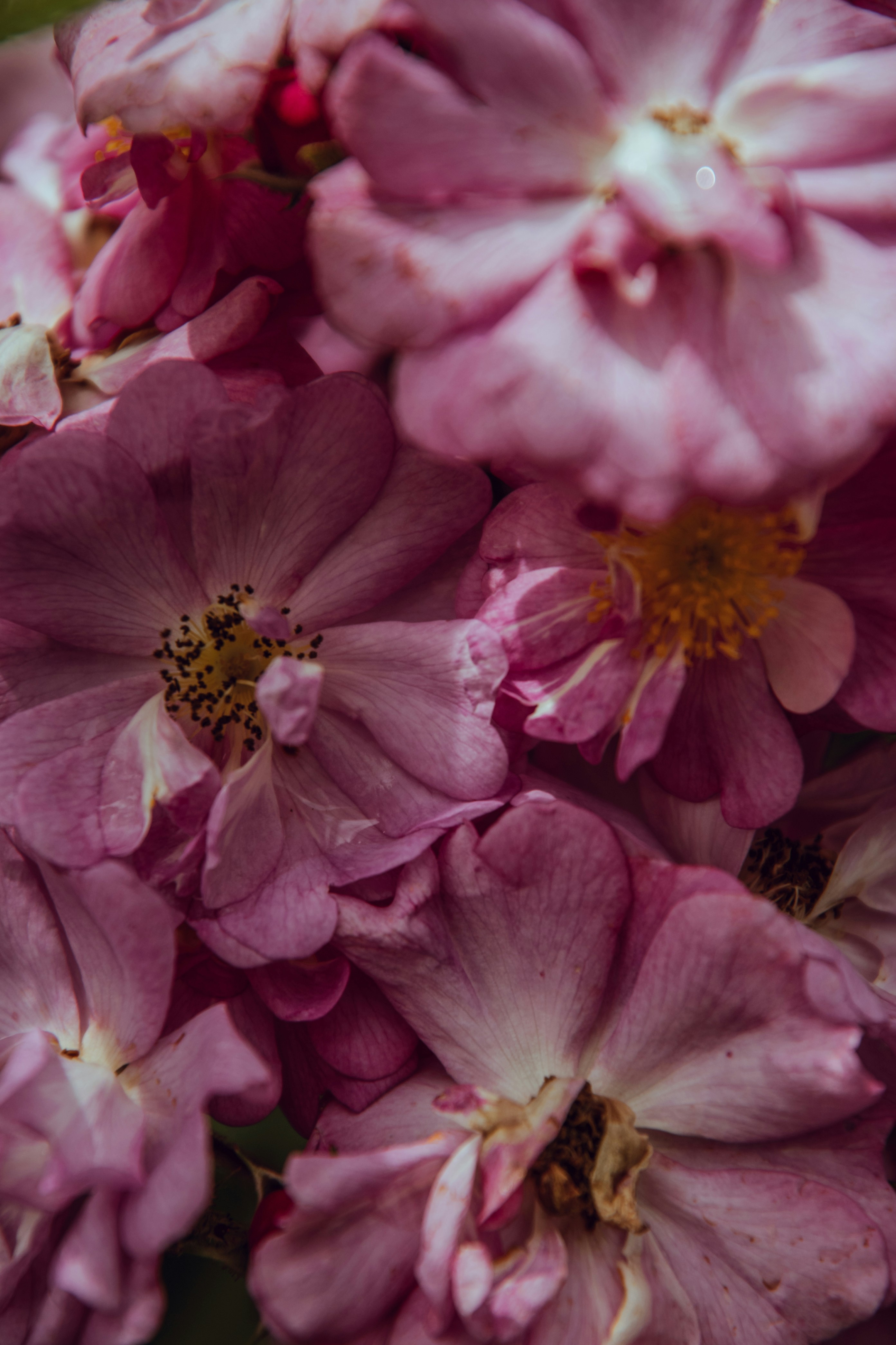 Close-up of Clustered Pink Roses