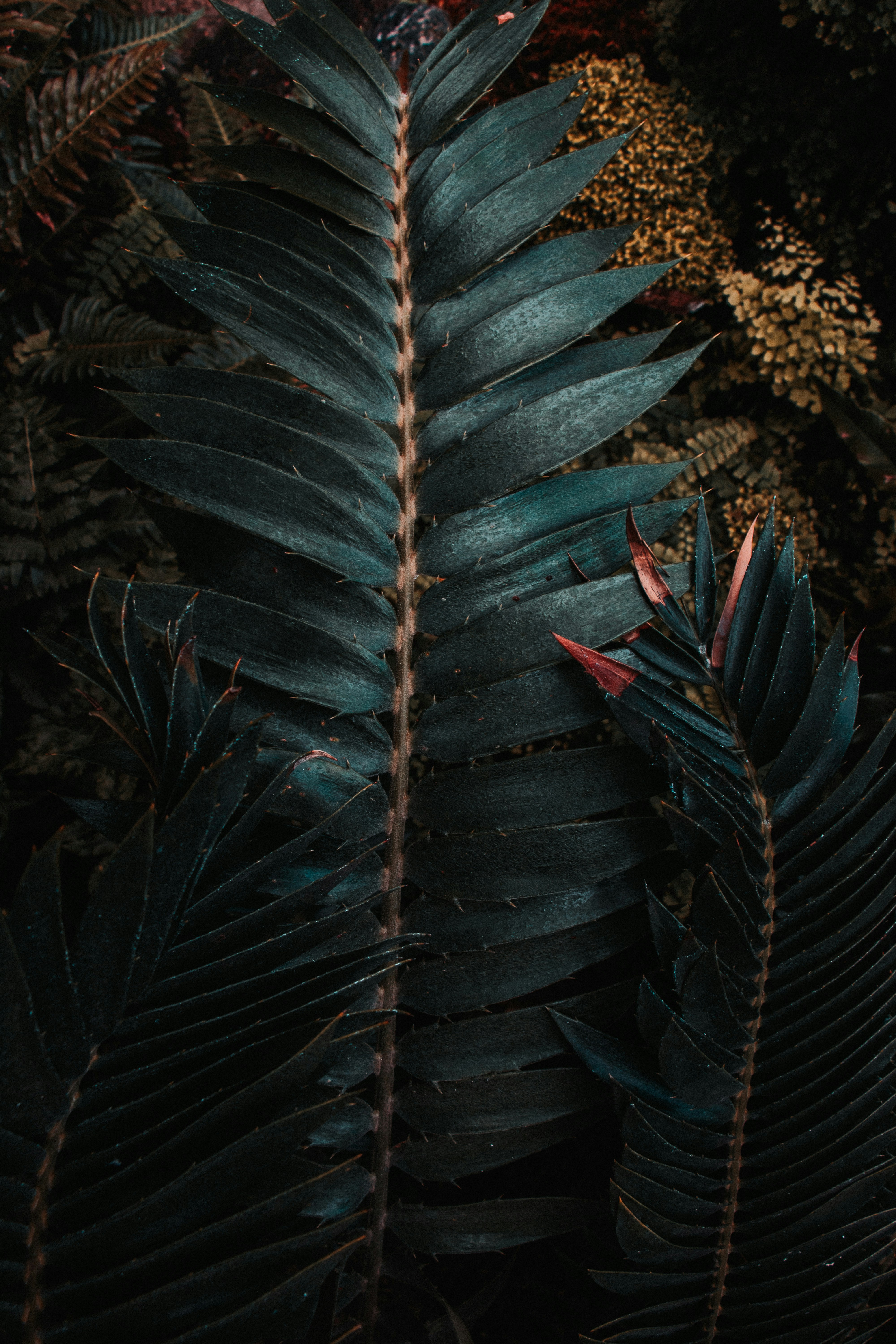 Dark Green Tropical Fern Leaves