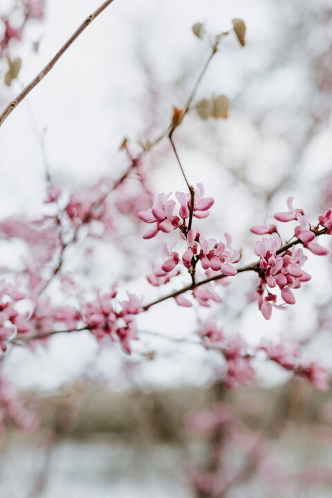 Pink Spring Blossoms on Branch