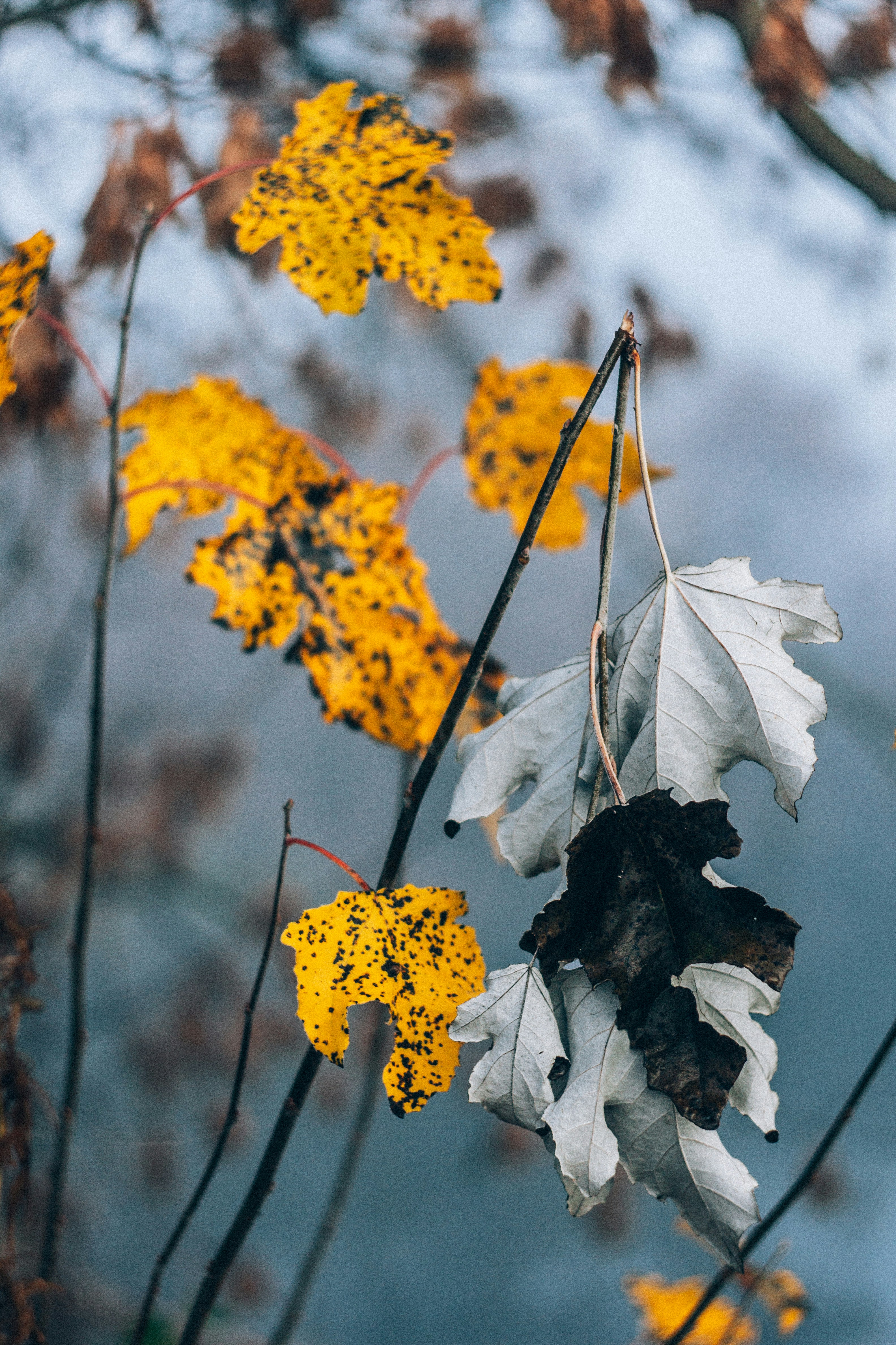 Autumn Dried Maple Leaves on Branches