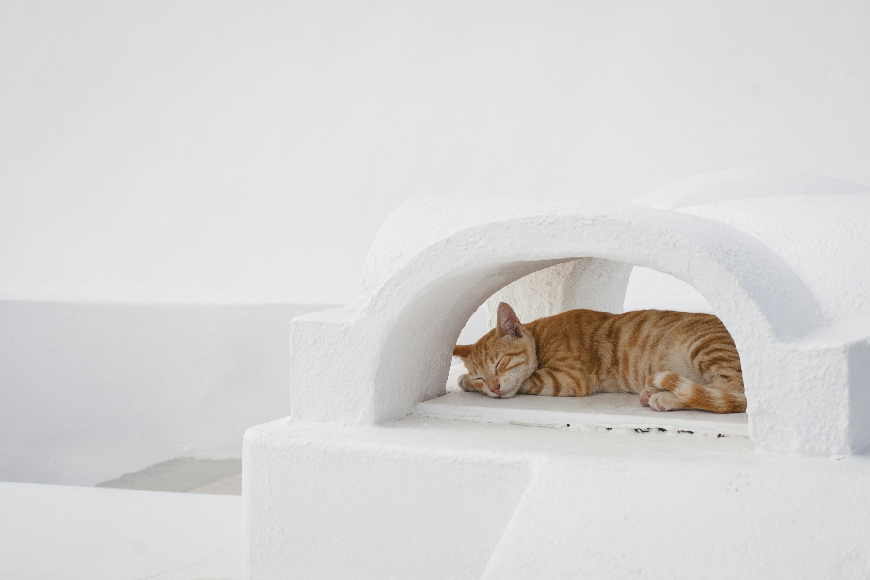 Sleeping Ginger Cat on White Architecture