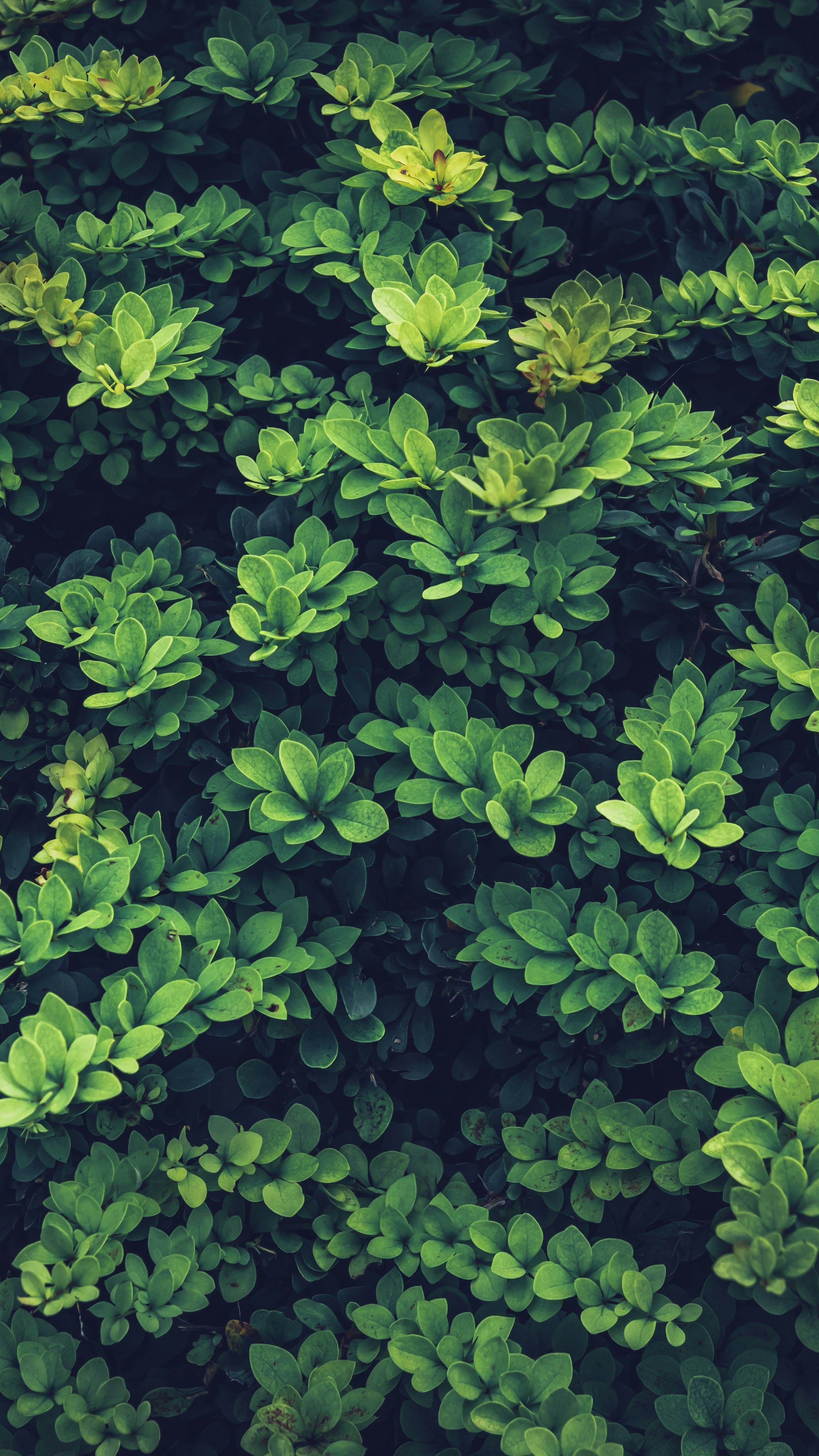 Wallpapers