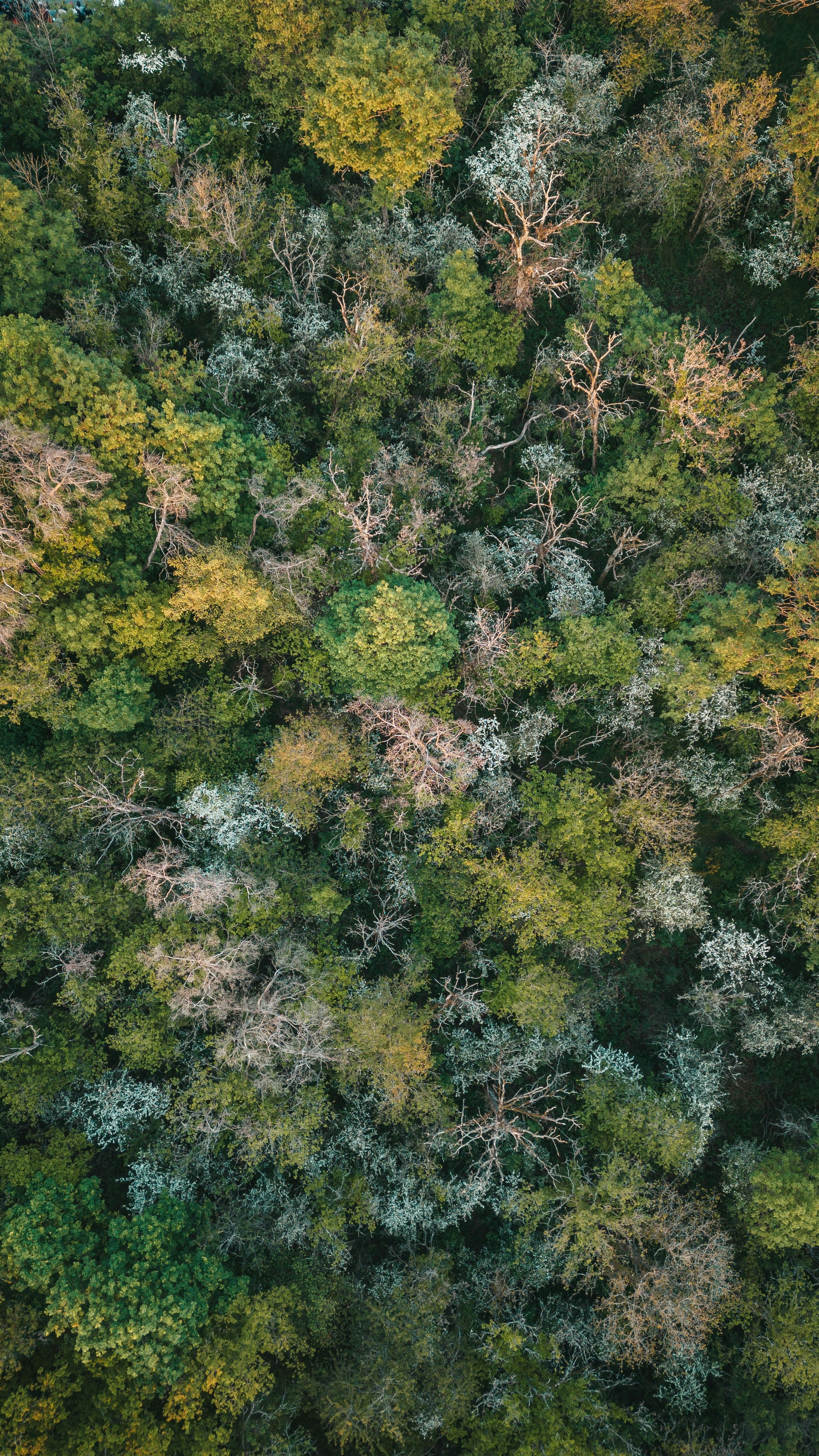 Wallpapers