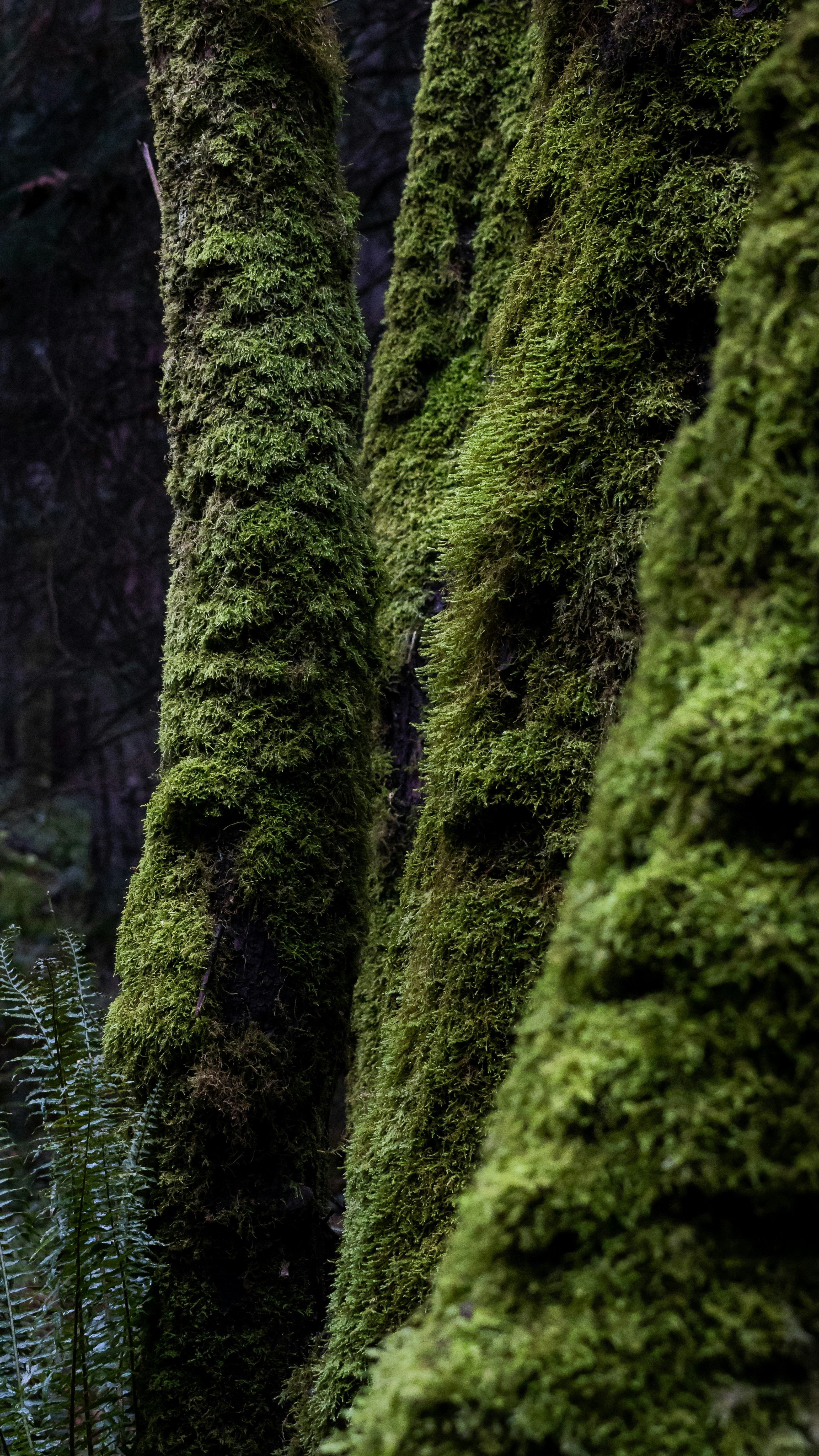Moss Covered Tree Trunks in Forest