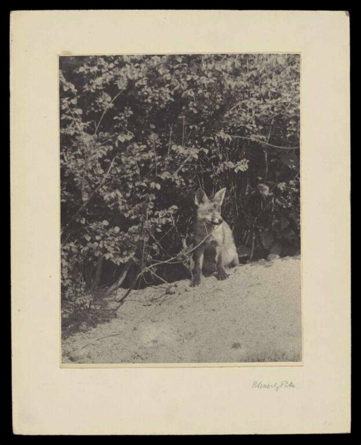 Young Fox at Den Entrance