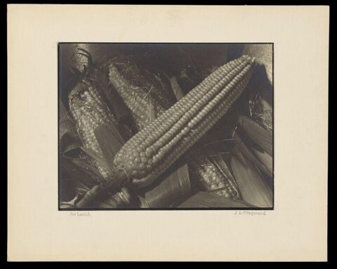 Still Life of Corn for Lunch