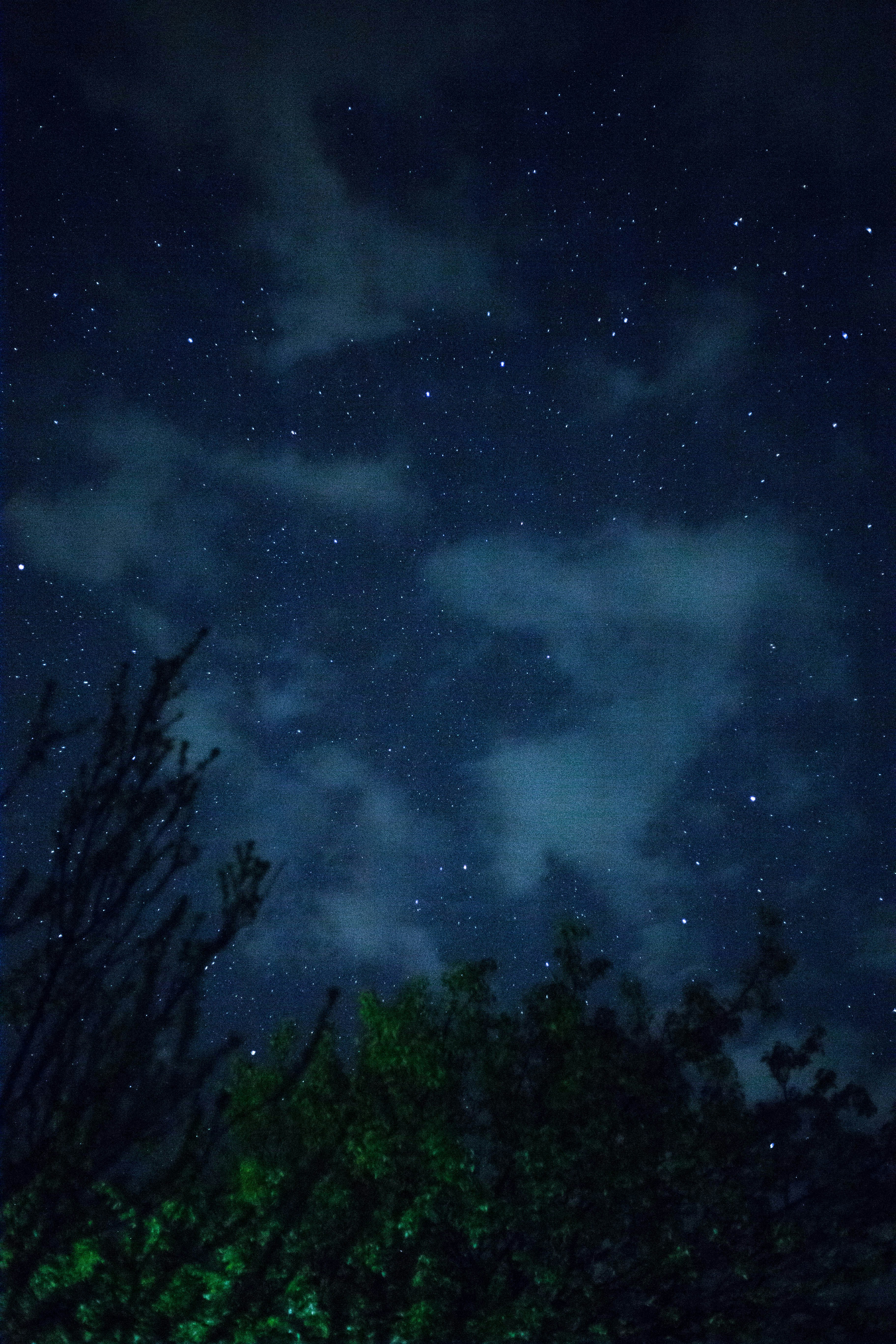 Starry Night Sky Over Tree Tops