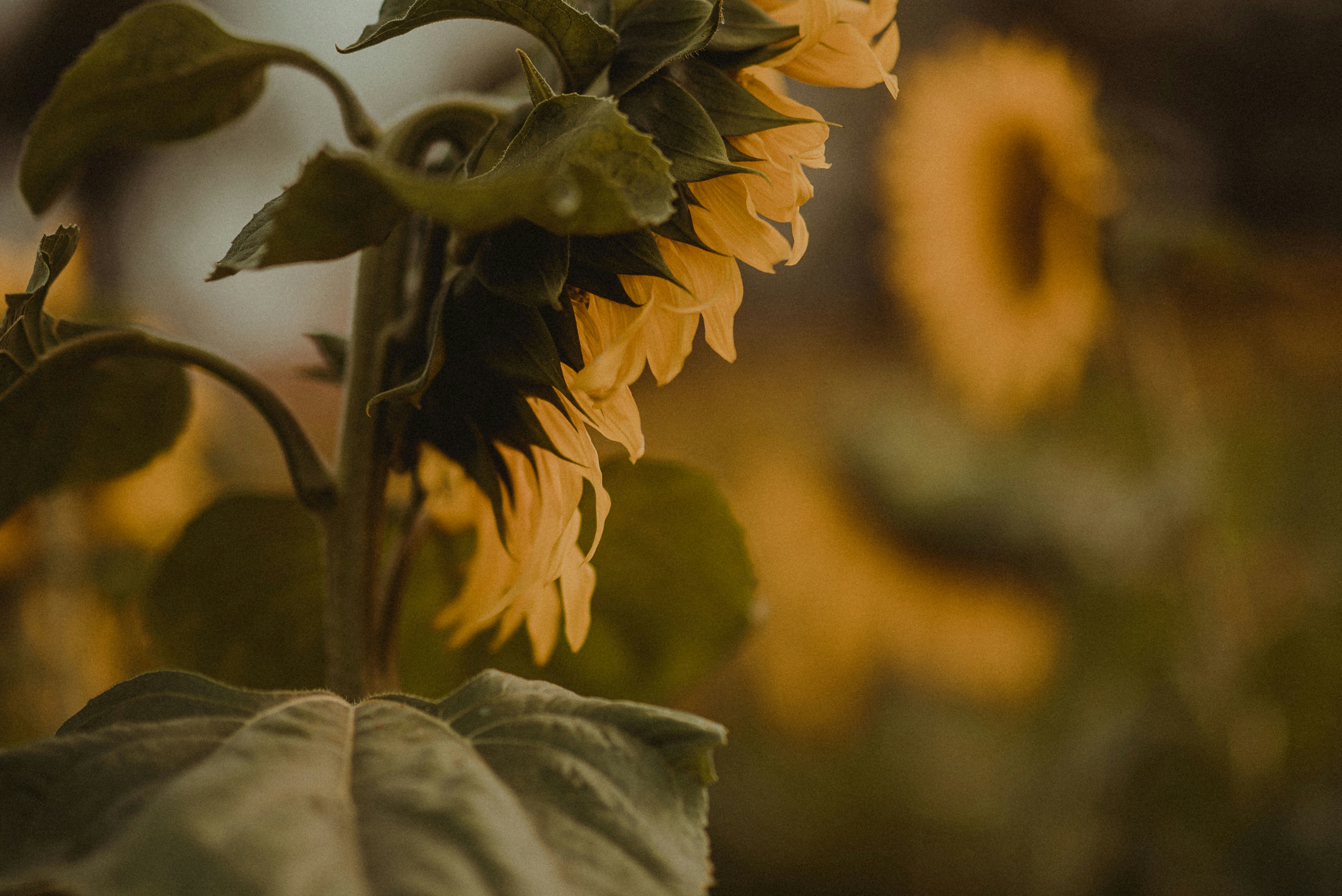 Bowed Sunflower Close-up