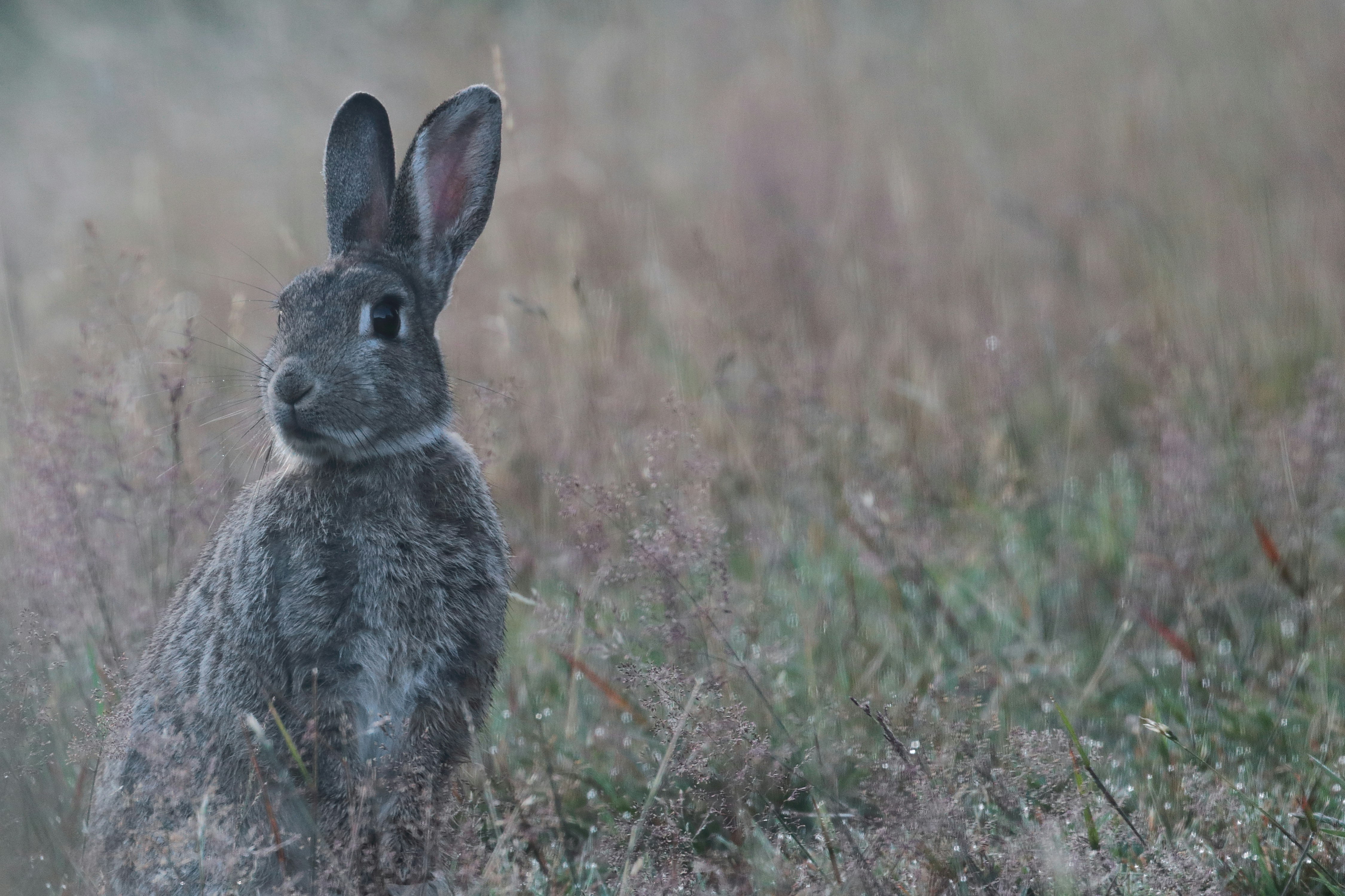 Gray Rabbit in Misty Grassland