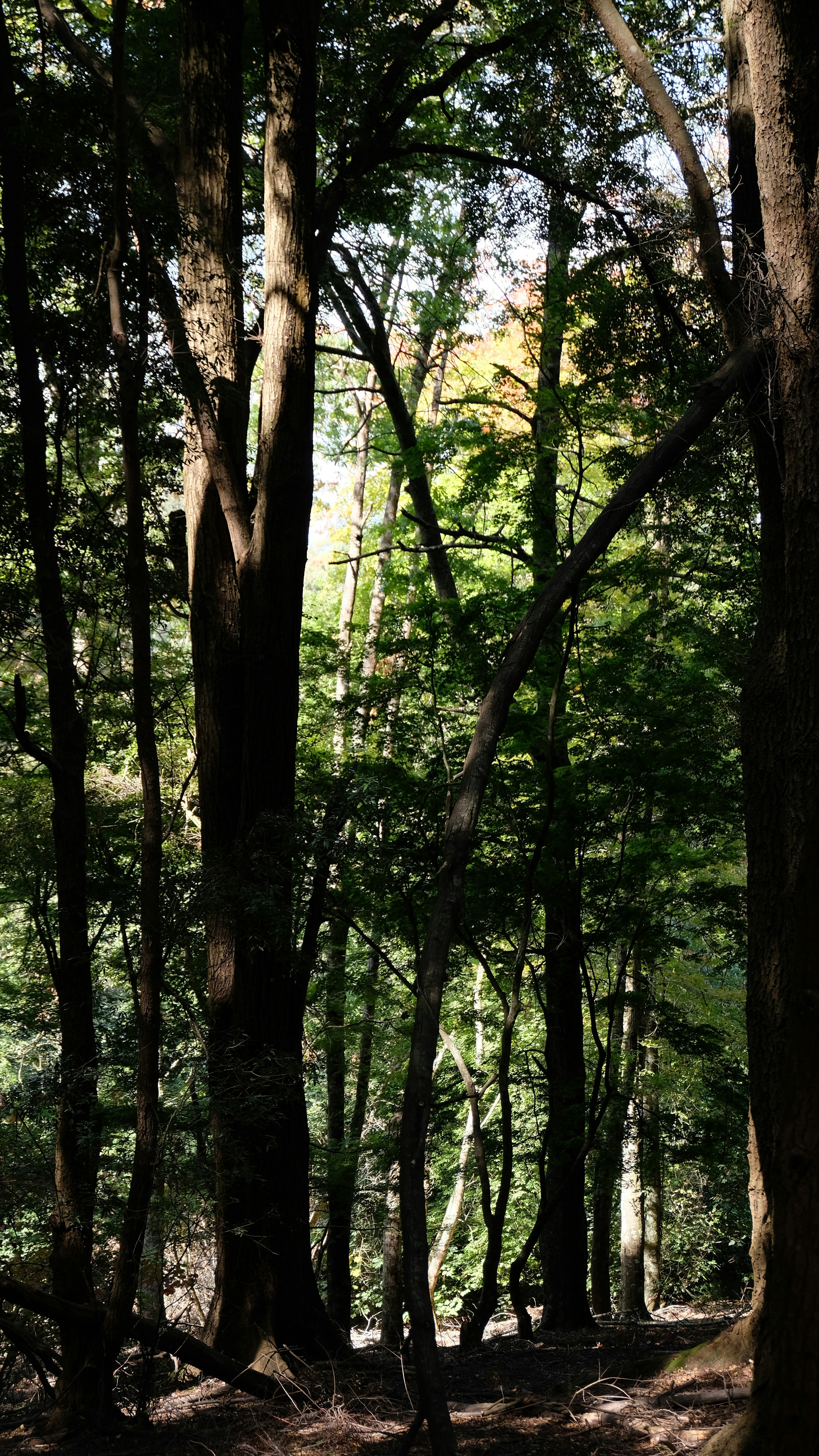Sunlit Dense Forest