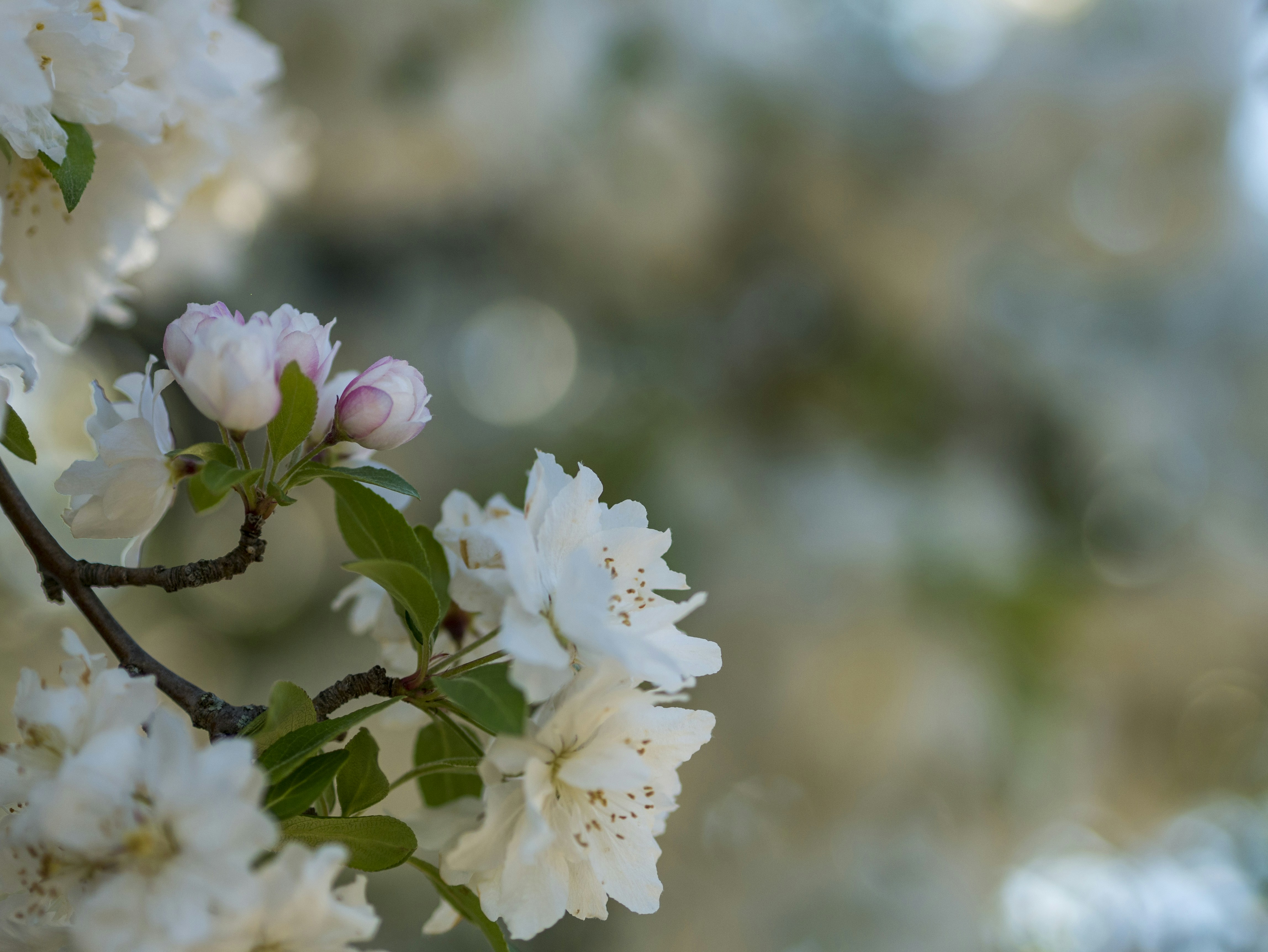 White Spring Tree Blossoms