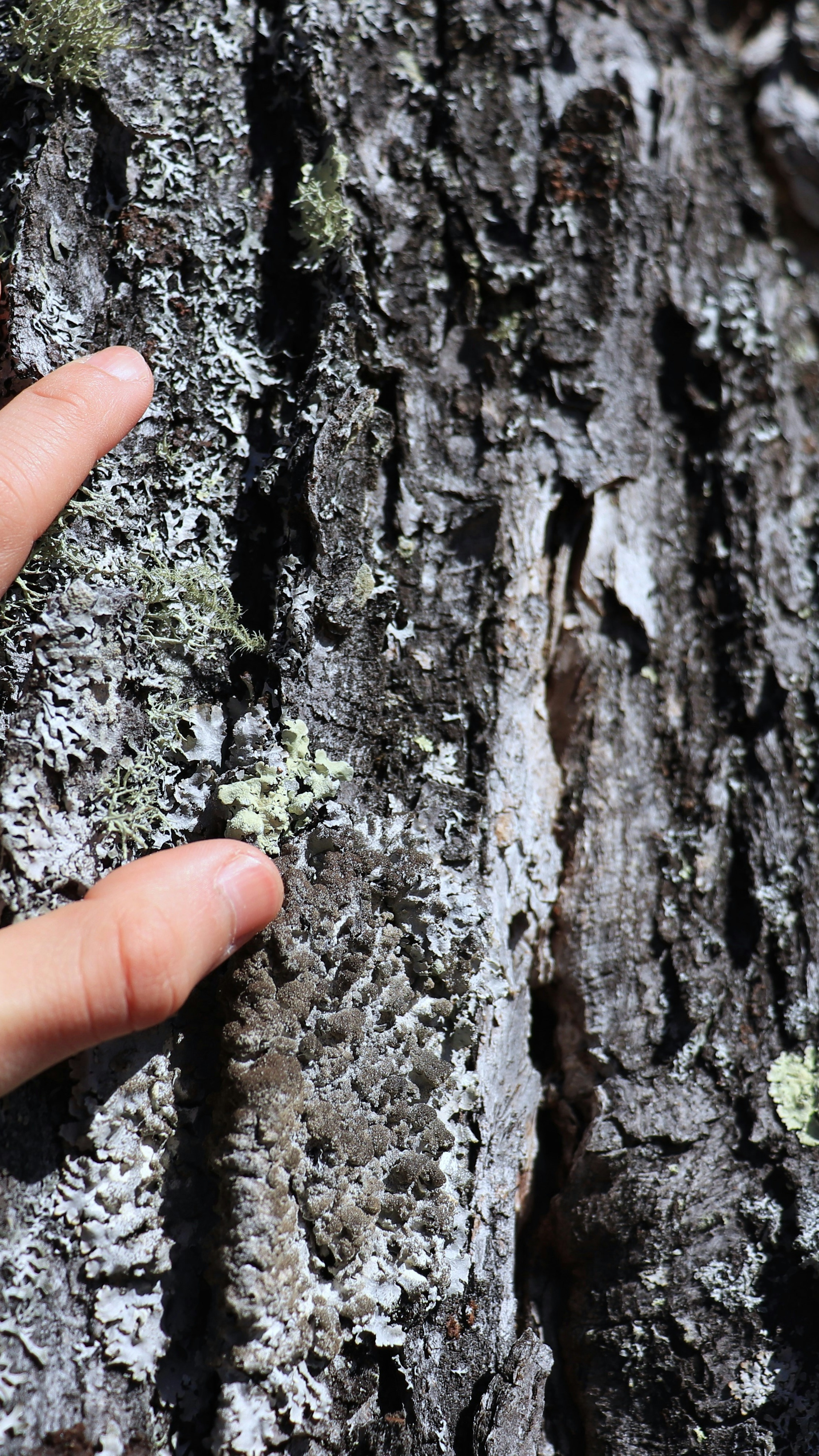 Close Up of Lichen on Tree Bark