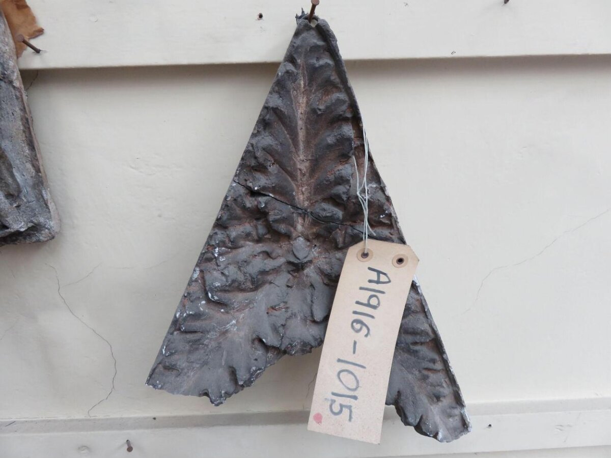 Labeled Triangular Plant Fossil — Science