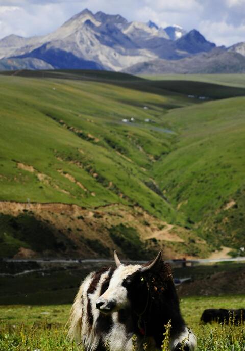 Yak in Highland Grassland