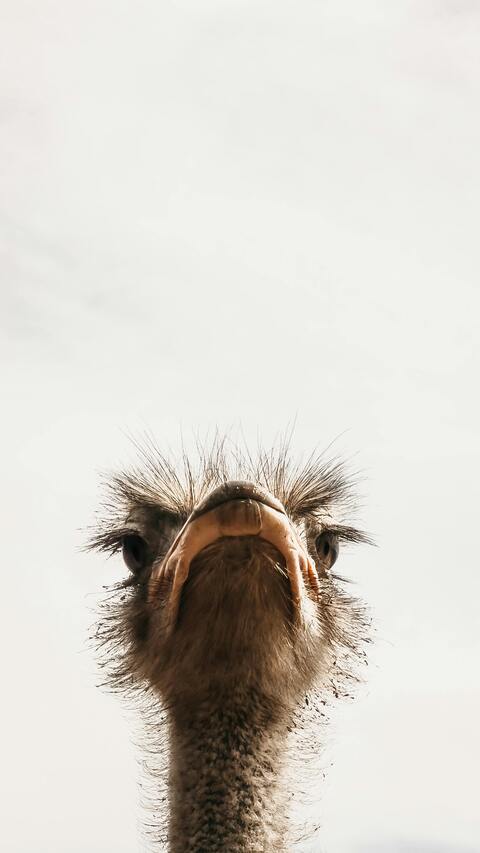Image 1509344 — Images