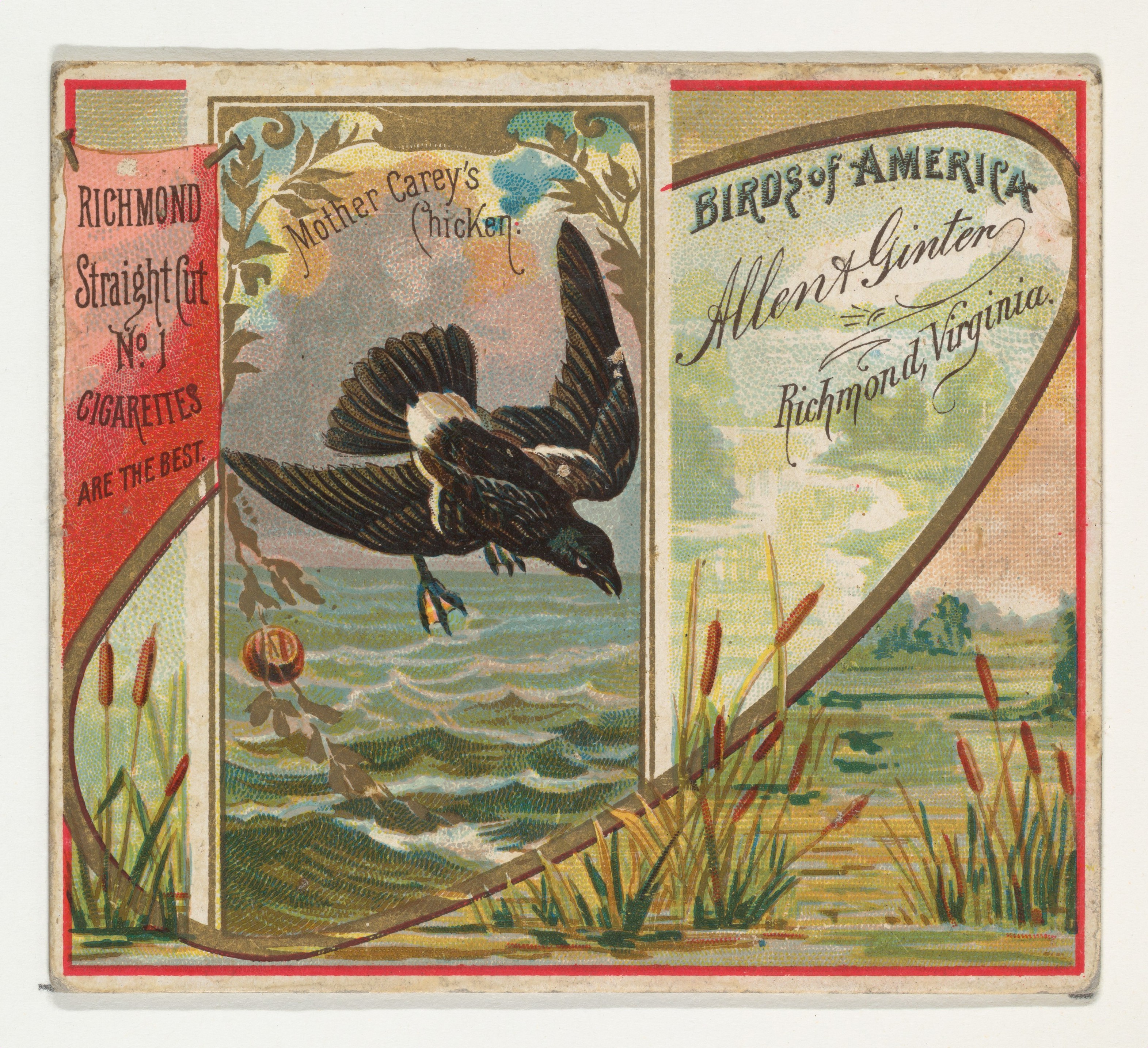 Vintage Birds of America Cigarette Card