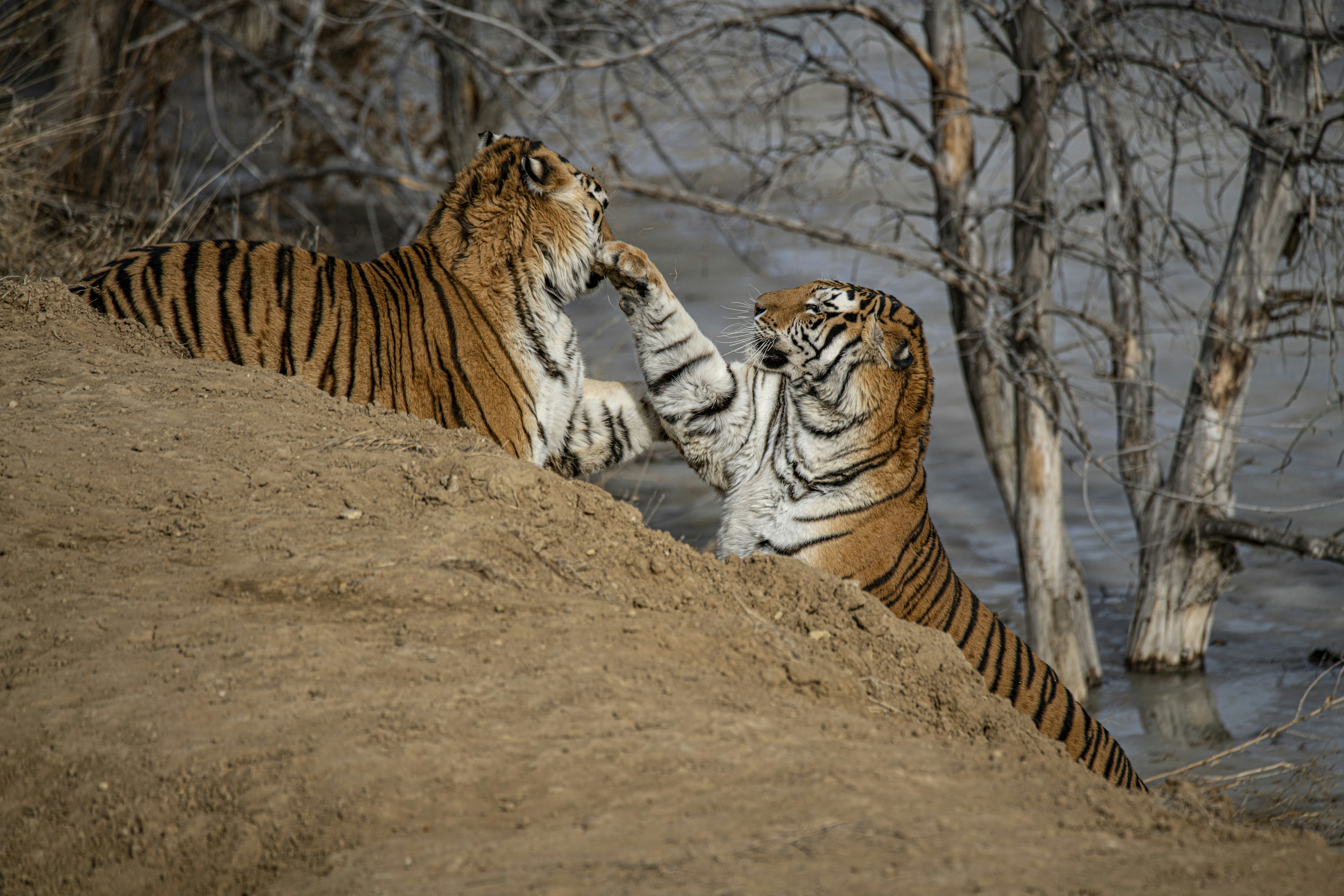 Two Tigers Interacting by Riverbank